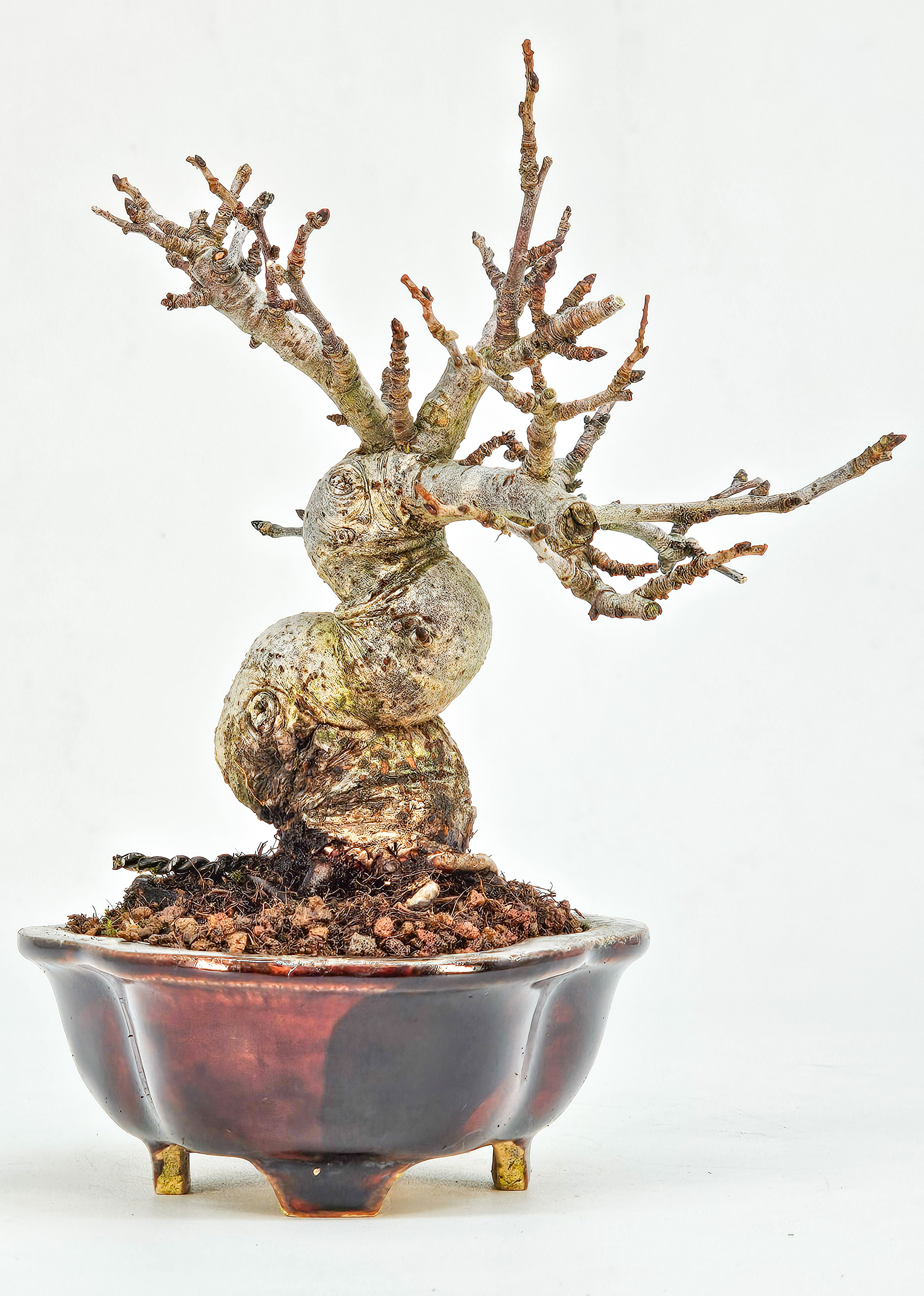 Bonsai Apfel - Malus Shohin 11cm