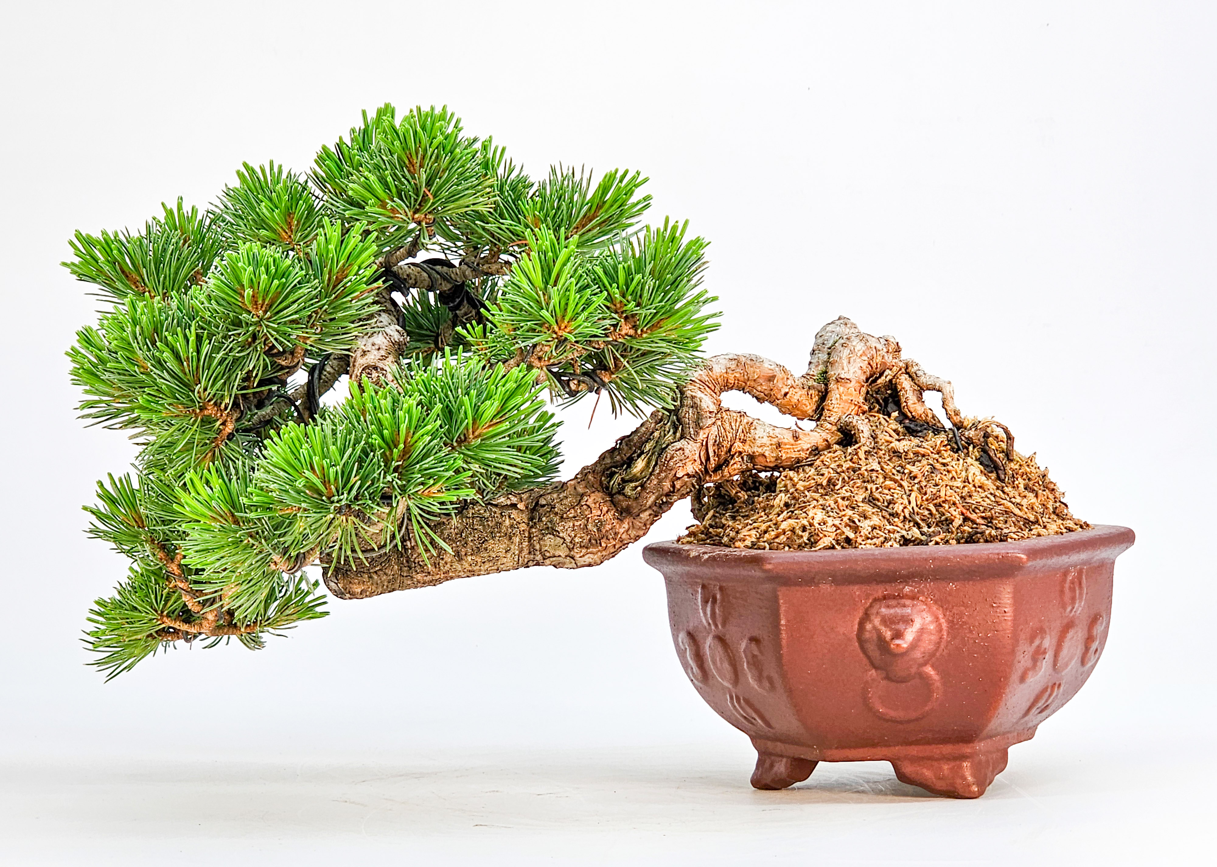 Bonsai Pinus parviflora - Mädchenkiefer Shohin Halbkaskade Han-kengai 16cm