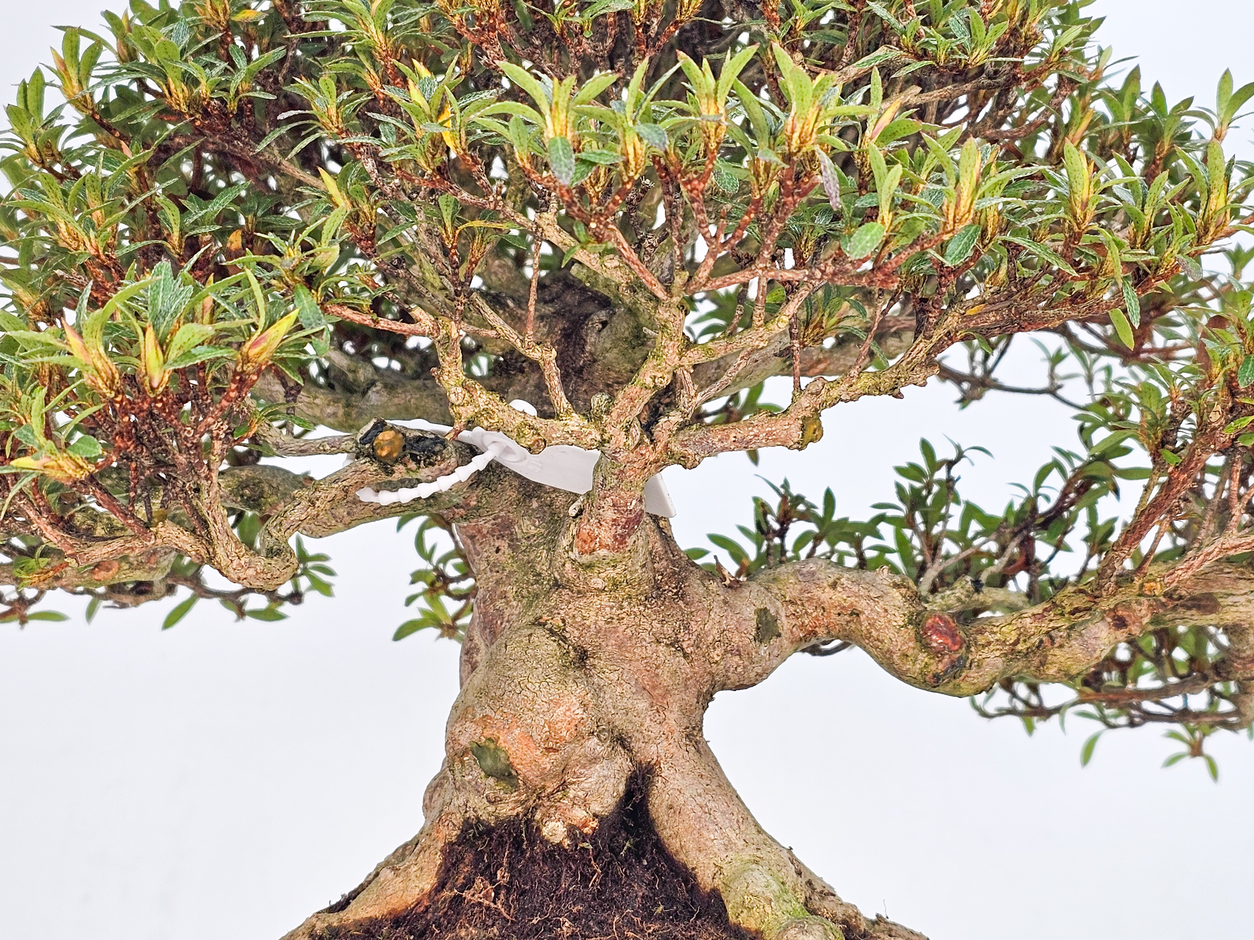 Bonsai Azalee - Rhododendron indicum - Hikorin 24cm