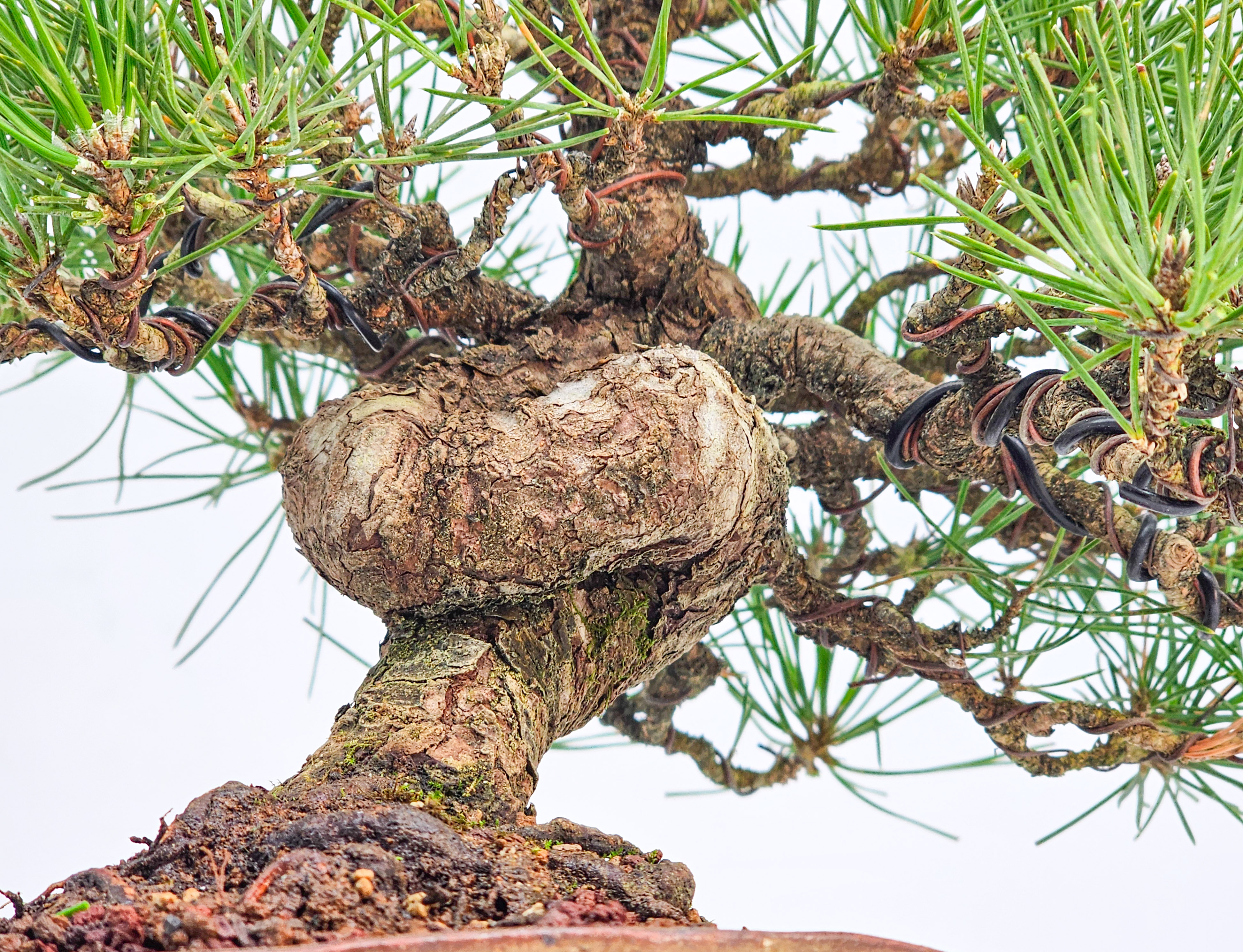 Bonsai Schwarzkiefer - Pinus thunbergii Shohin 21cm