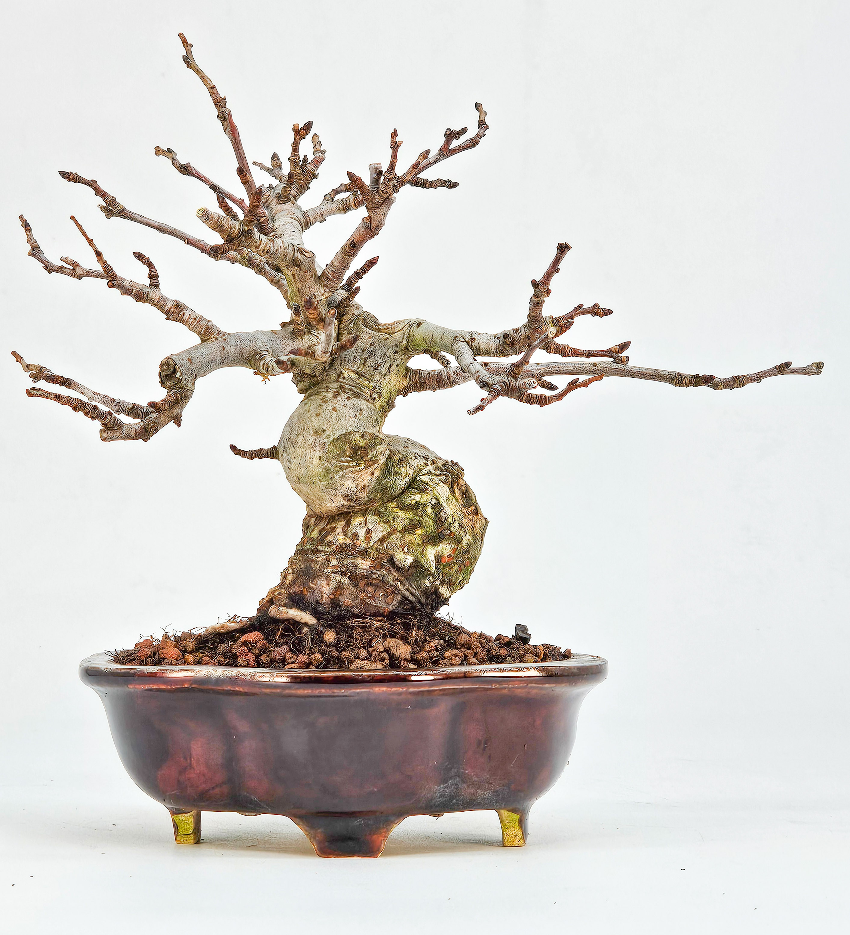 Bonsai Apfel - Malus Shohin 11cm