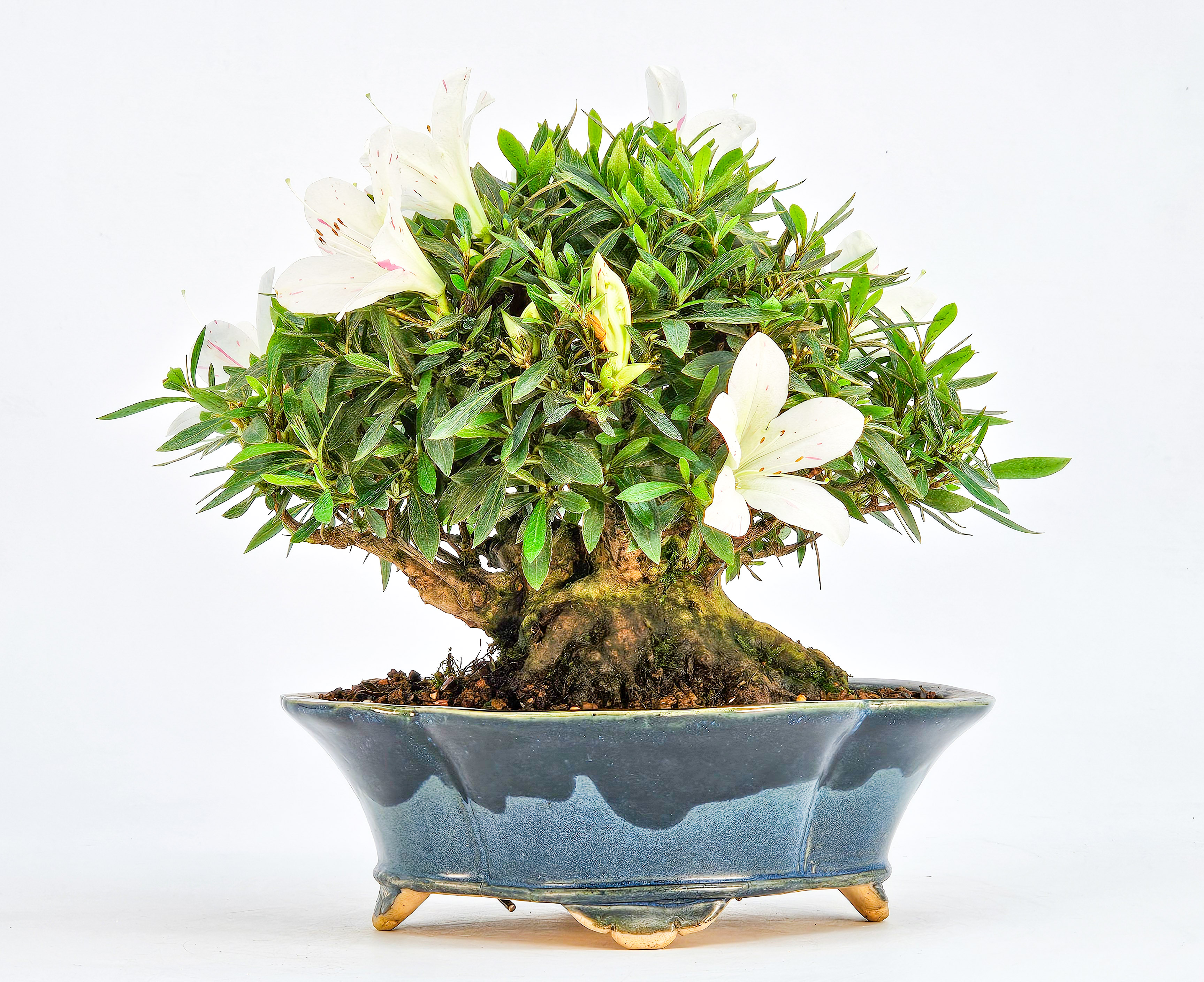 Bonsai Azalee Rhododendron indicum - Hakurin - Shohin 11cm