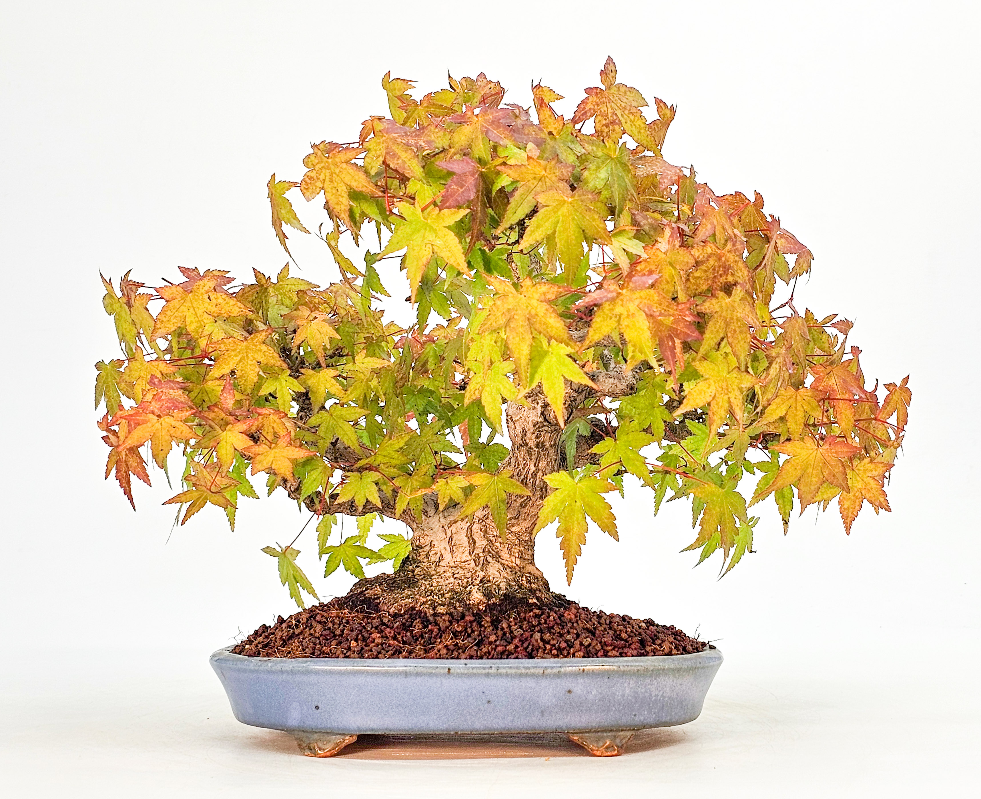 Bonsai Fächerahorn - Acer palmatum Shohin 18cm  