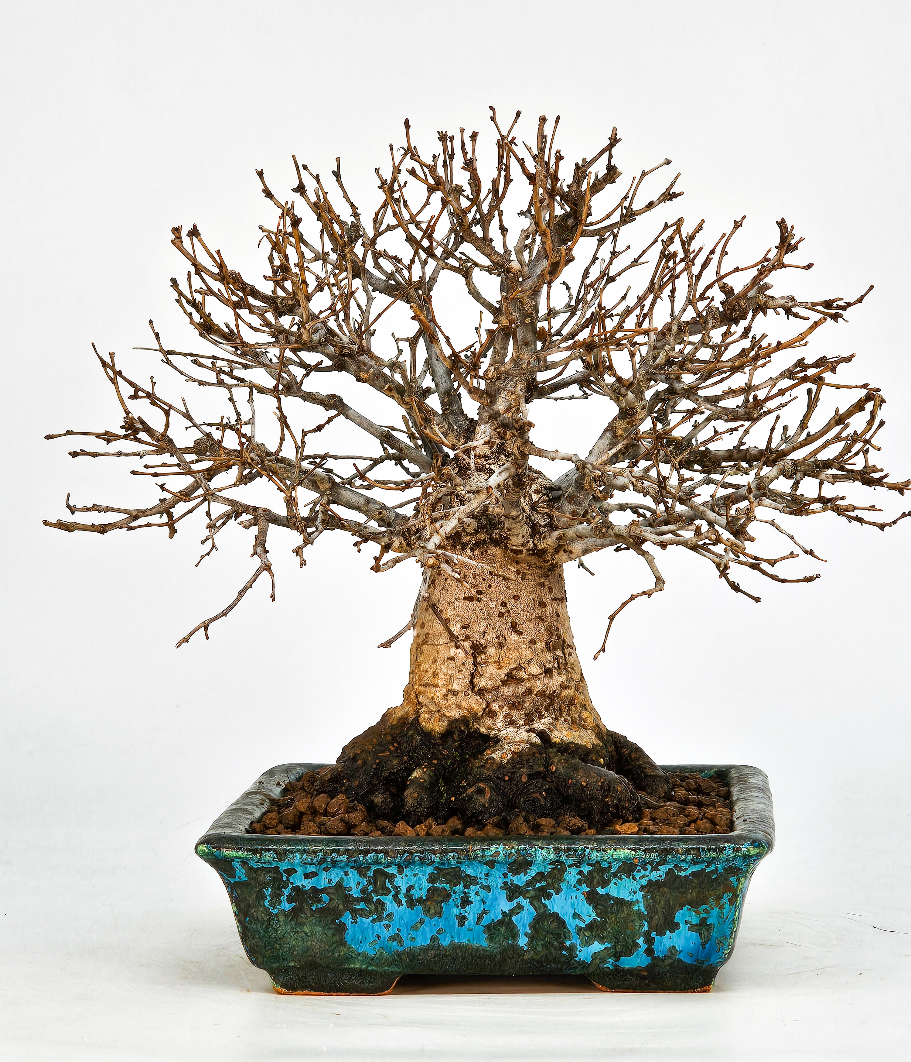 Bonsai Zelkova serrata Shohin 17cm - Video!! Bonsai Zelkova serrata Shohin 17cm - Video!!