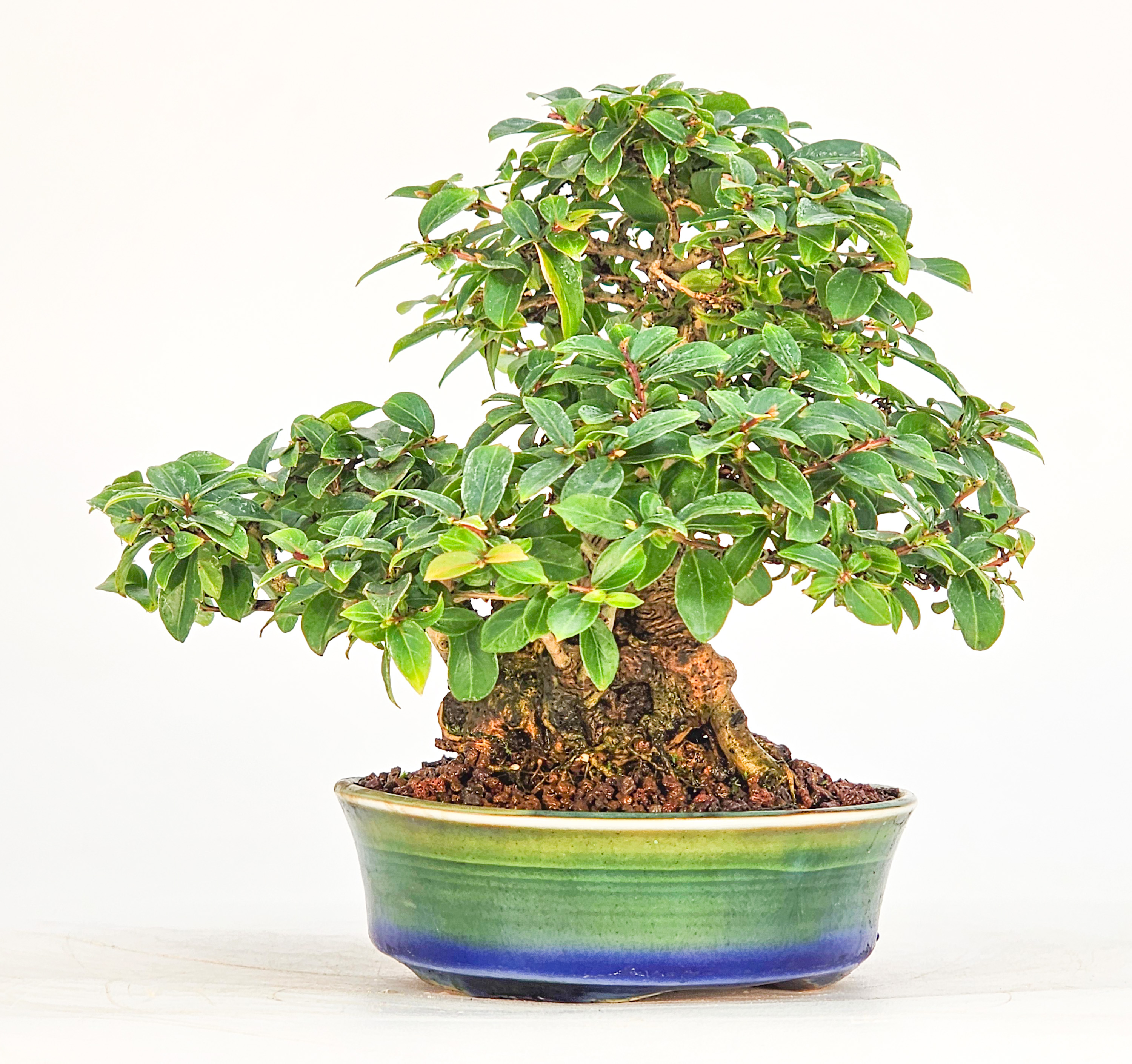 Bonsai Kreppmyrte  - Lagerstroemia indica Shohin 11,5cm