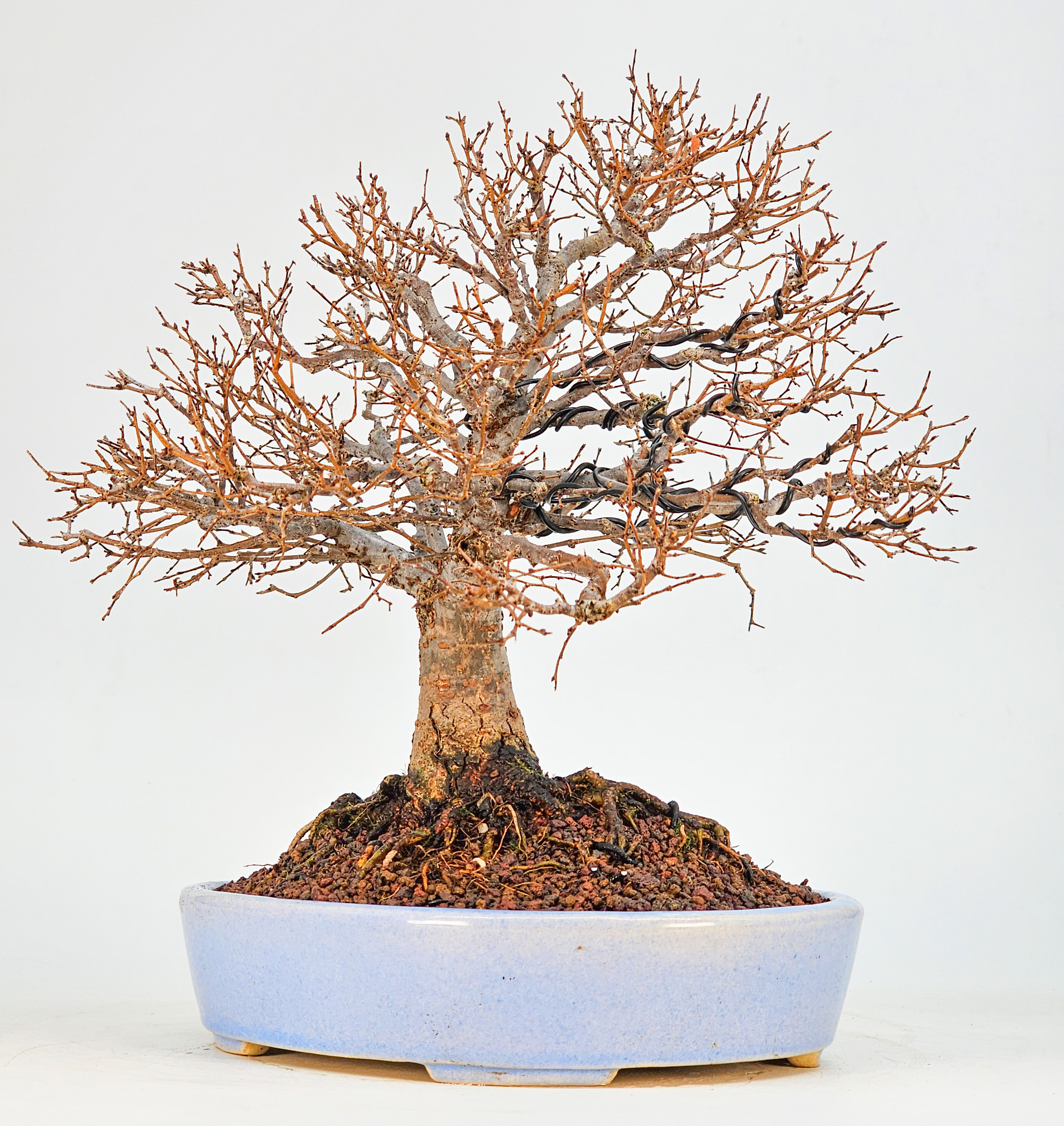Bonsai Premium Zelkova serrata Shohin 21cm