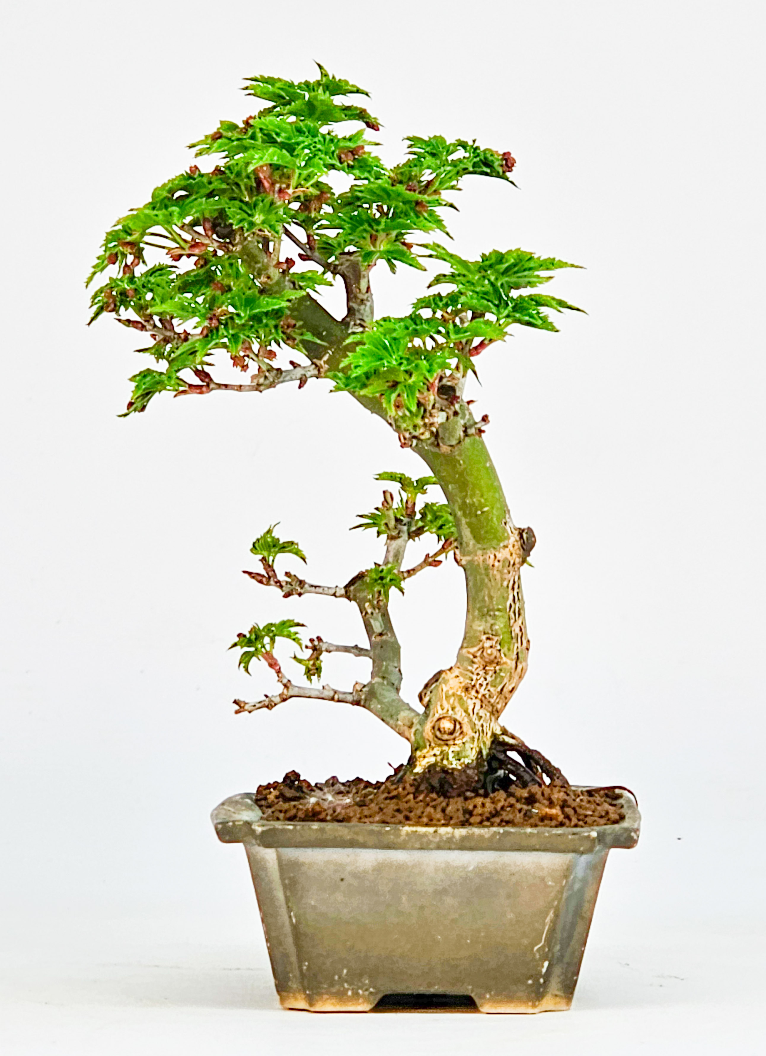 Bonsai Löwenkopfahorn- Acer palmatum Shishigashira Shohin 11cm   