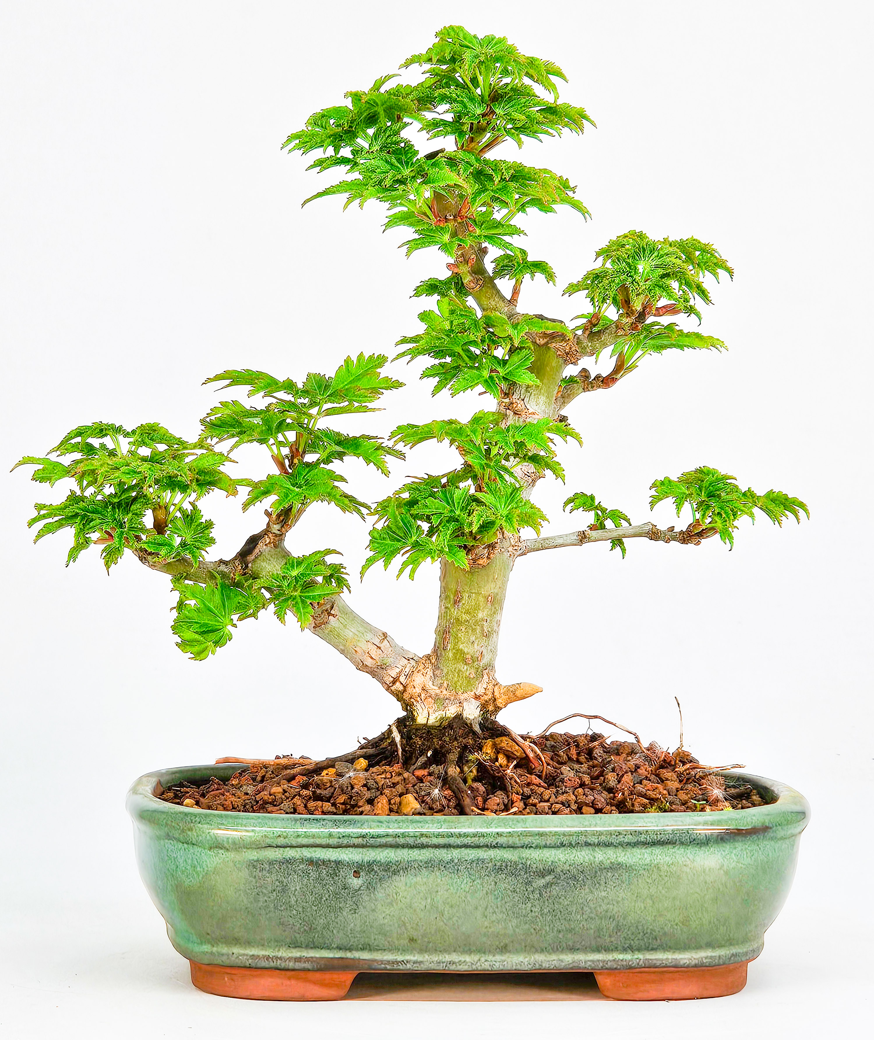 Bonsai Löwenkopfahorn- Acer palmatum Shishigashira Shohin 13cm 