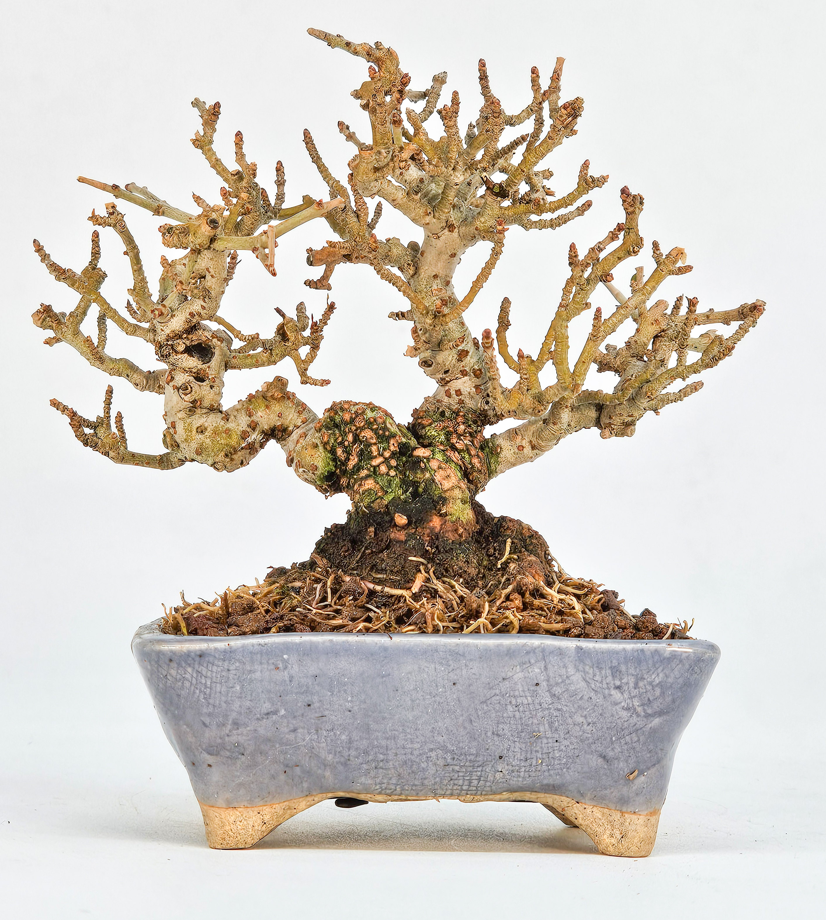 Bonsai Japanischer Liguster - Ligustrum japonicum Shohin 8cm