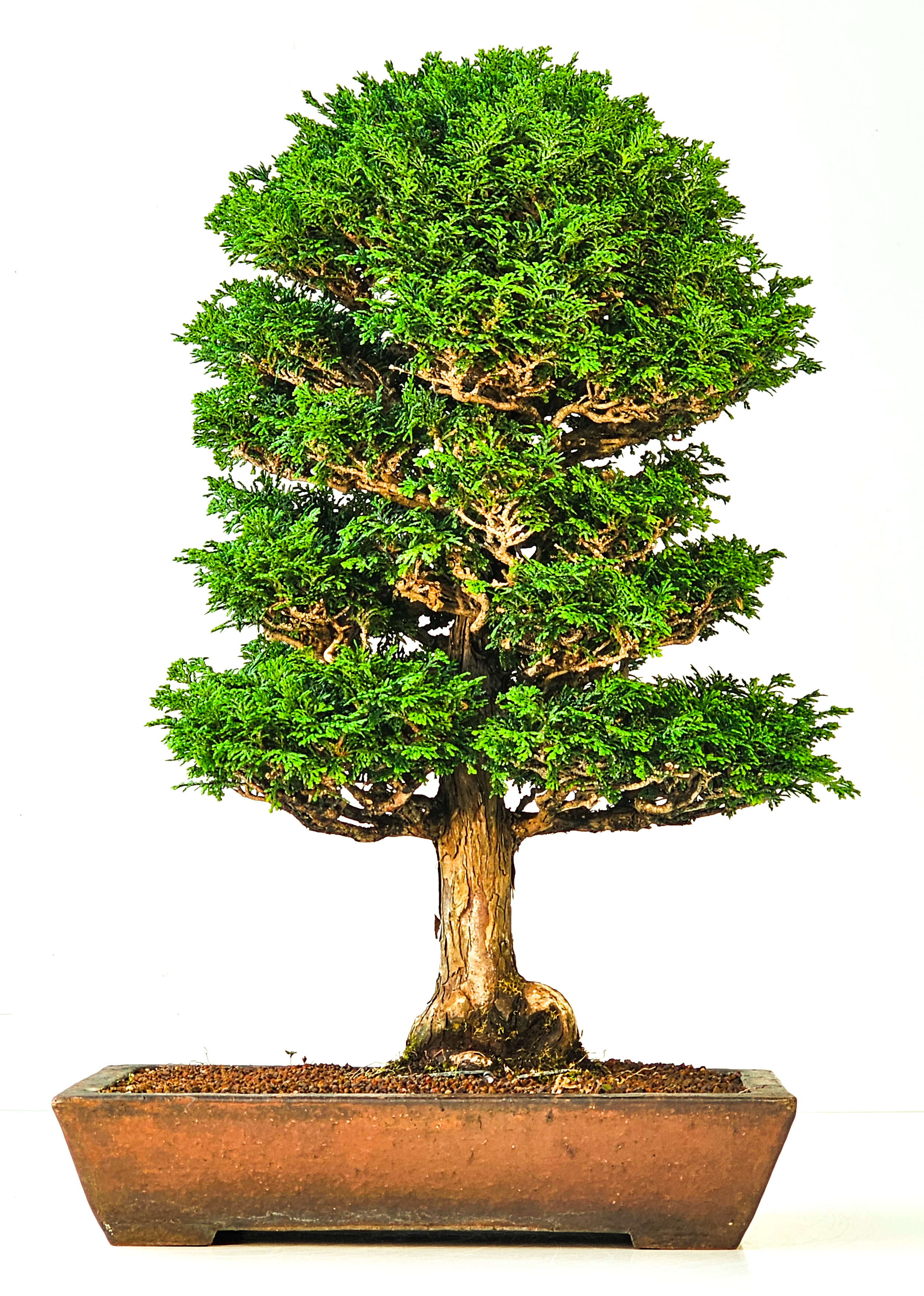 Bonsai Chamaecyparis obtusa 46,5 cm
