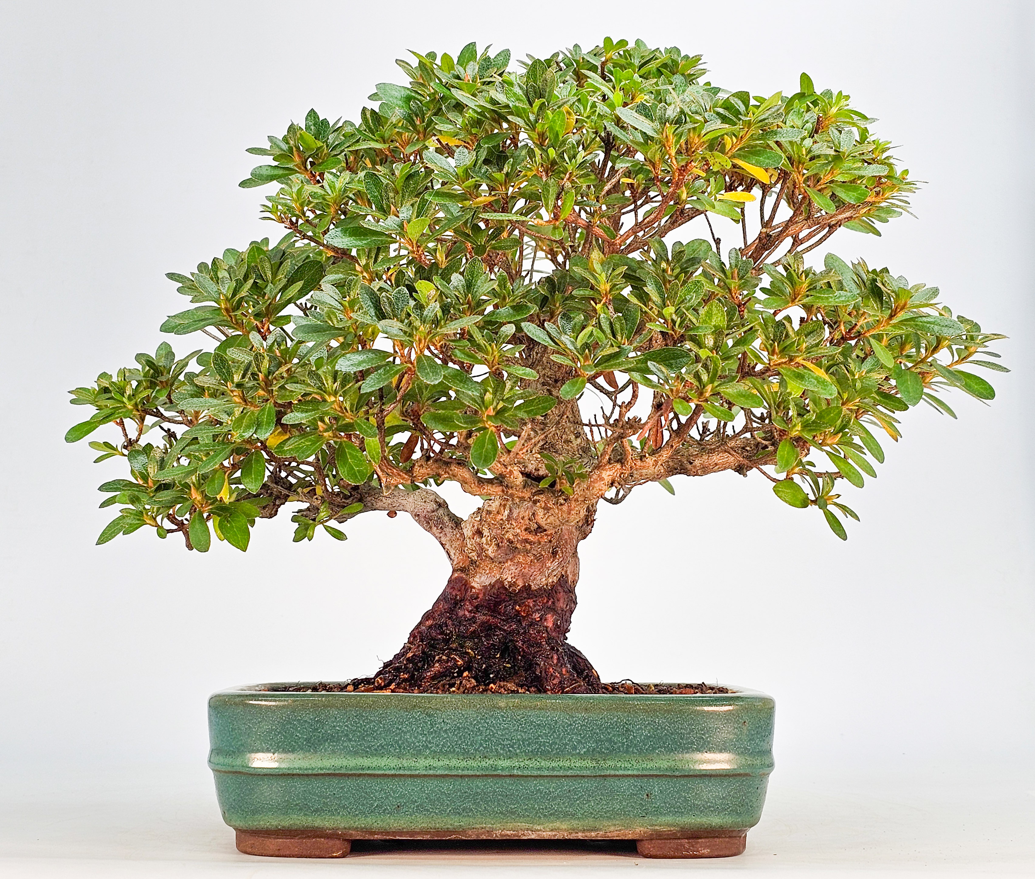 Bonsai Azalee - Rhododendron indicum - Wakaebisu 27cm 