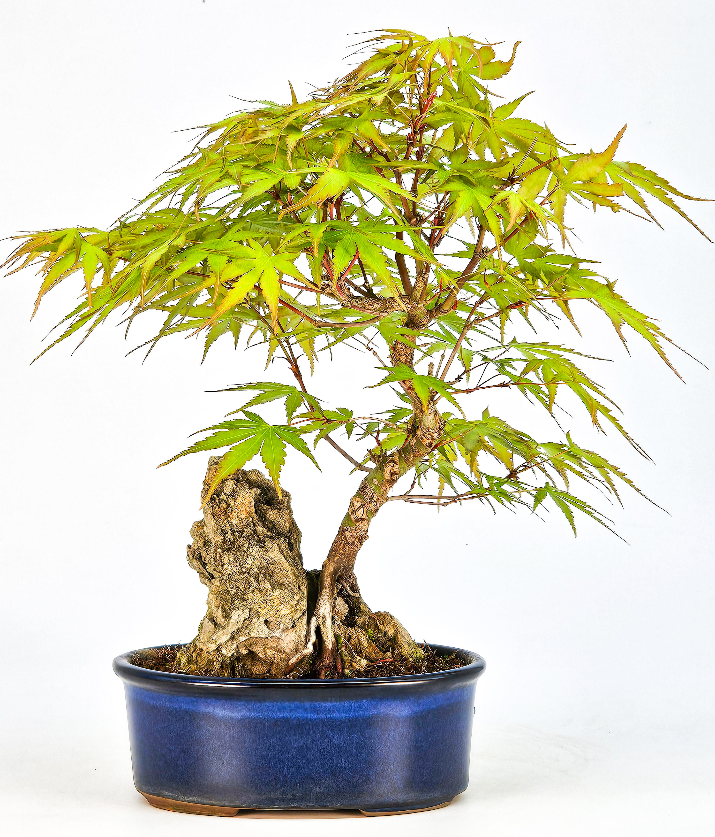 Bonsai Fächerahorn - Acer palmatum Arakawa 21cm   