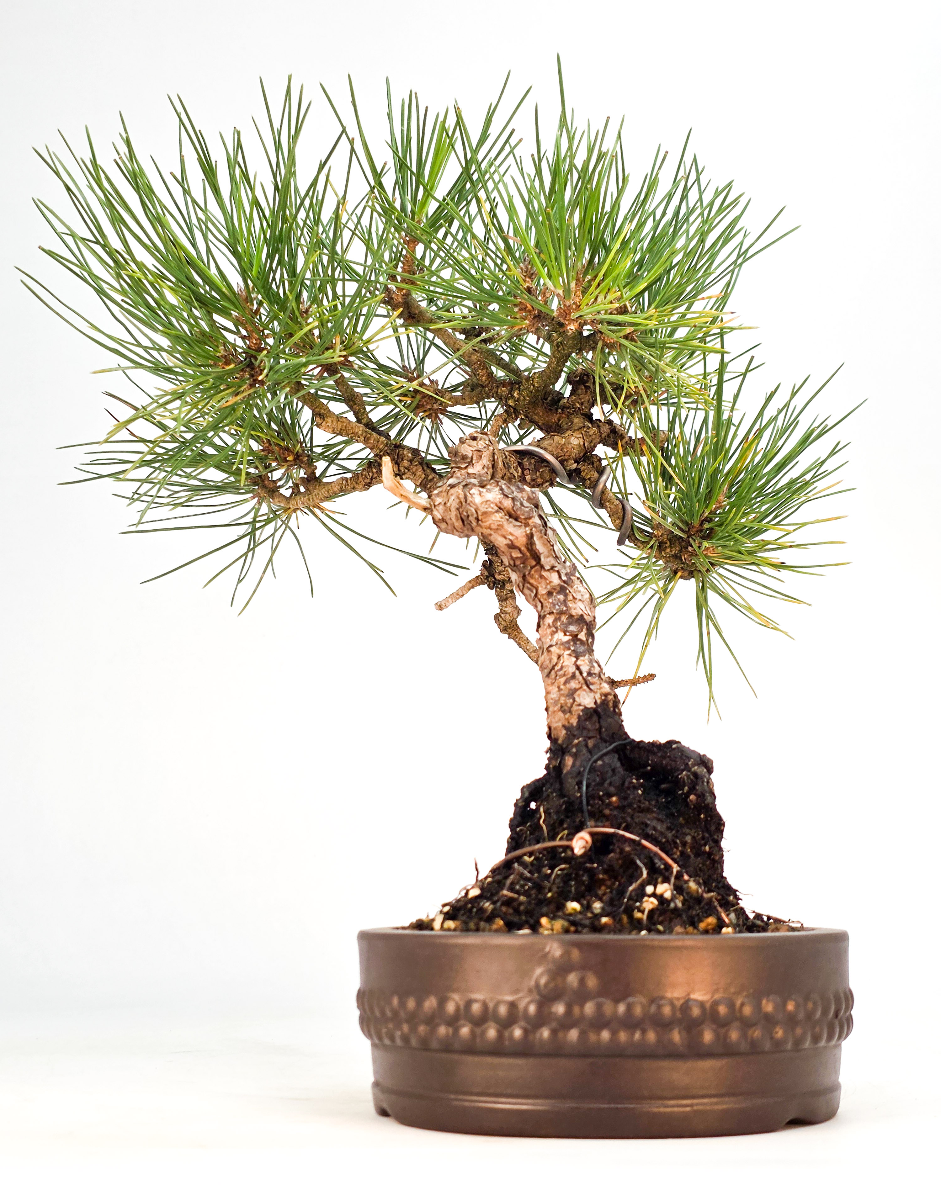 Bonsai Schwarzkiefer - Pinus thunbergii 27cm