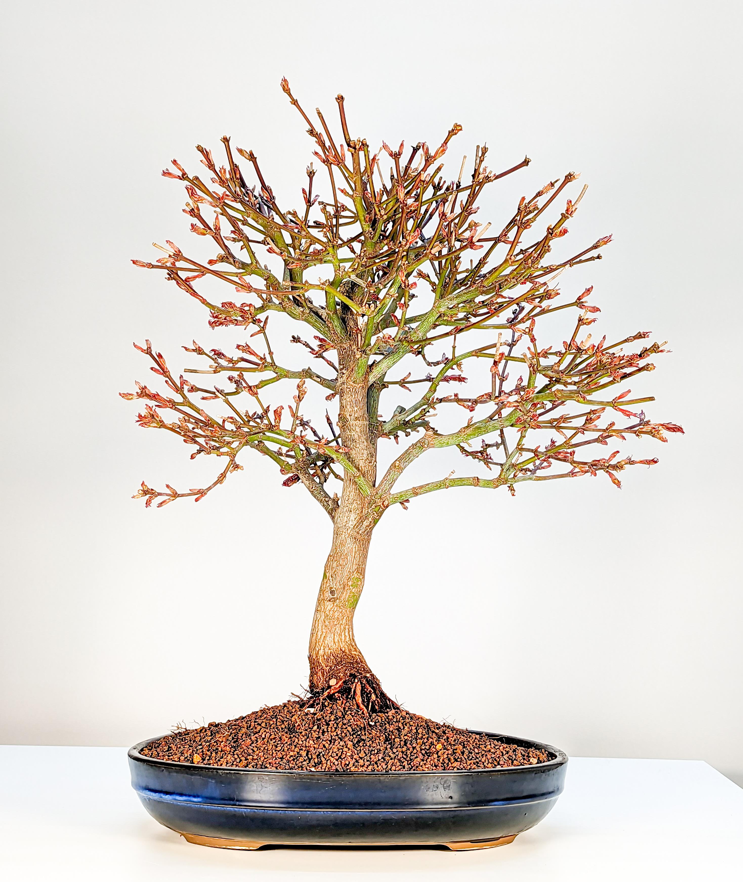 Bonsai Fächerahorn Acer palmatum Shaina 21 Jahre 49cm 