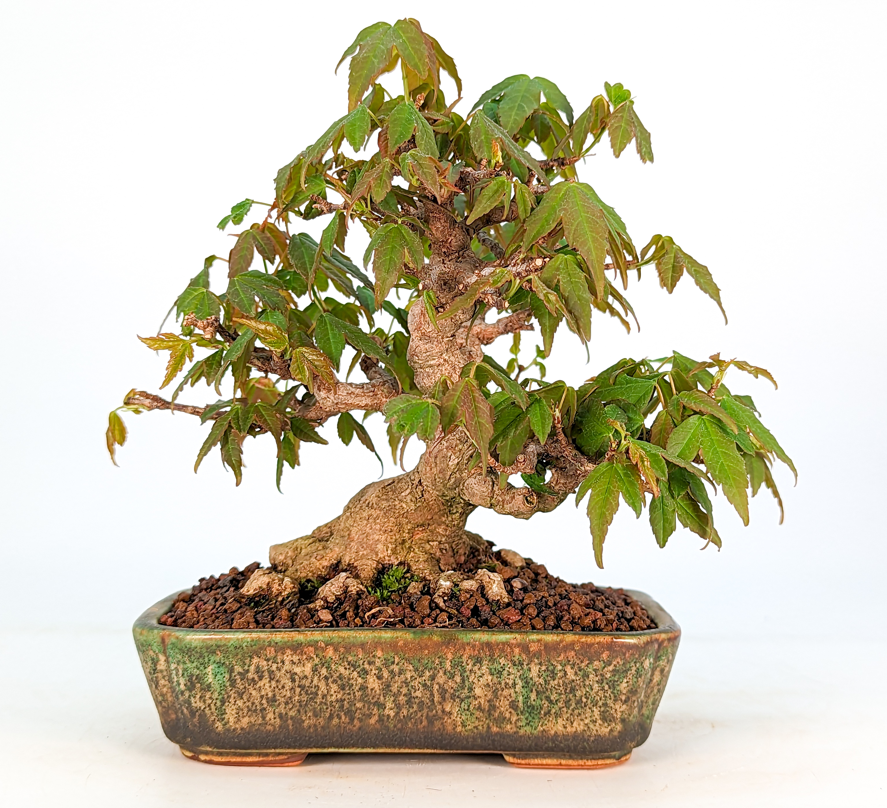 Bonsai Premium Dreispitzahorn - Acer buergerianum Shohin 12cm