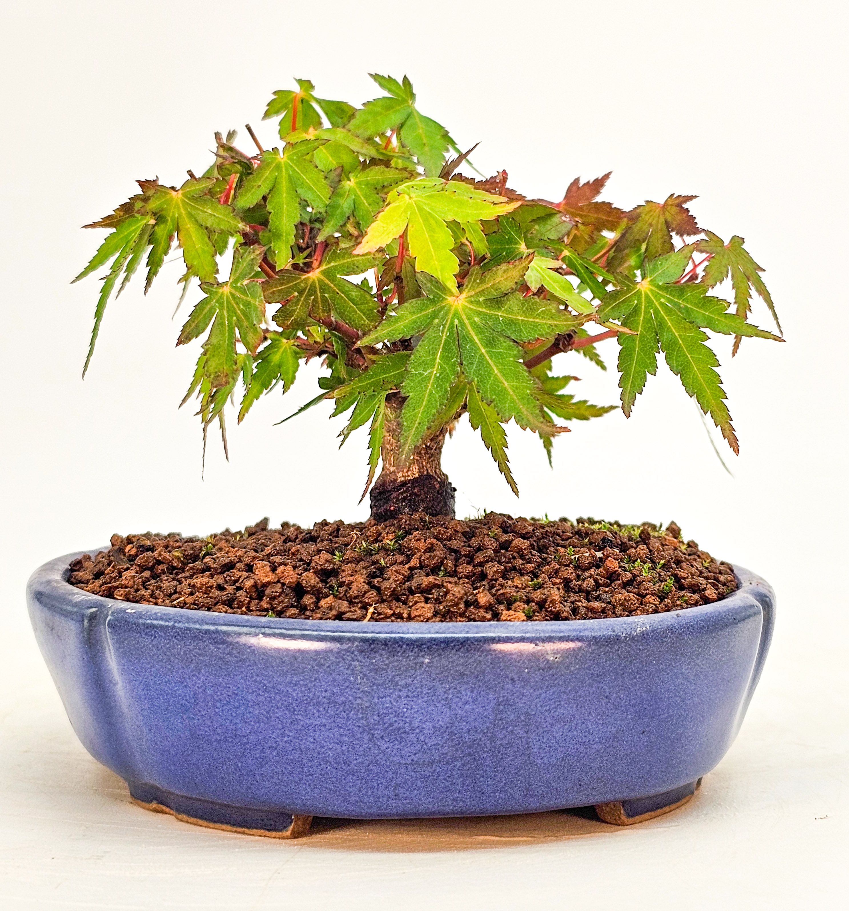 Bonsai Fächerahorn - Acer palmatum Mame 6cm