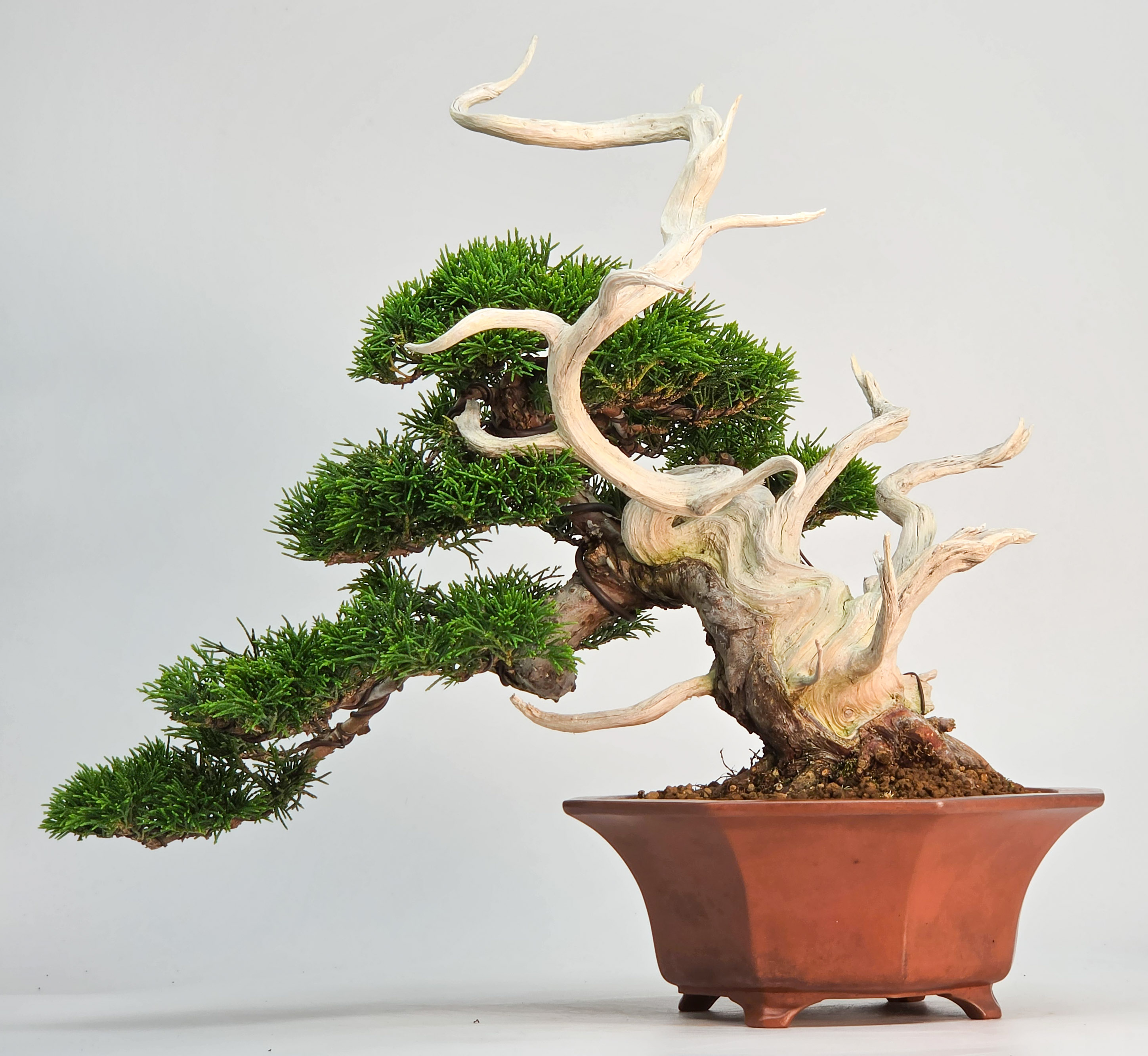 Bonsai Premium Wacholder - Juniperus chinensis Shohin 21cm
