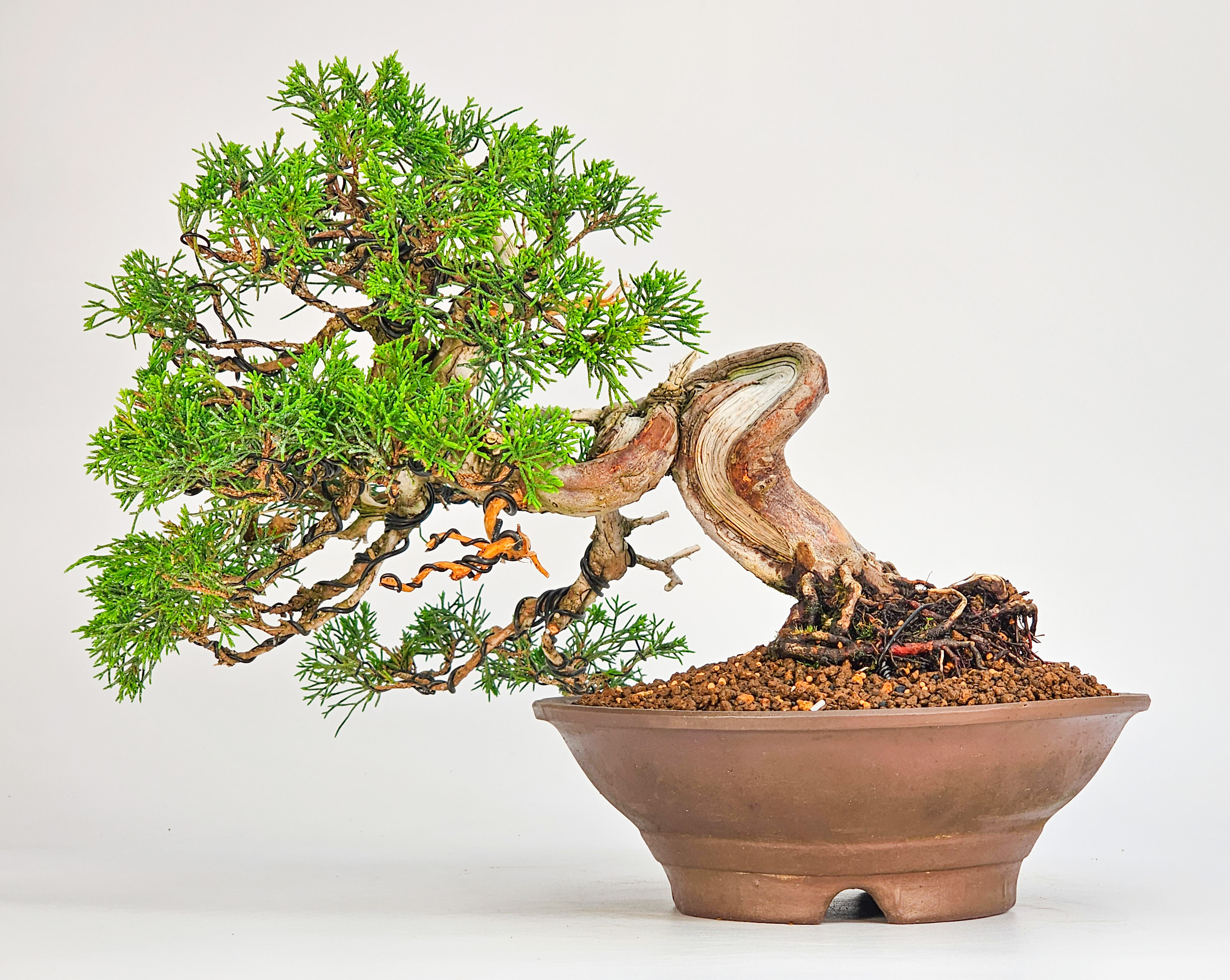 Bonsai Wacholder Juniperus chinensis 23cm Kopie