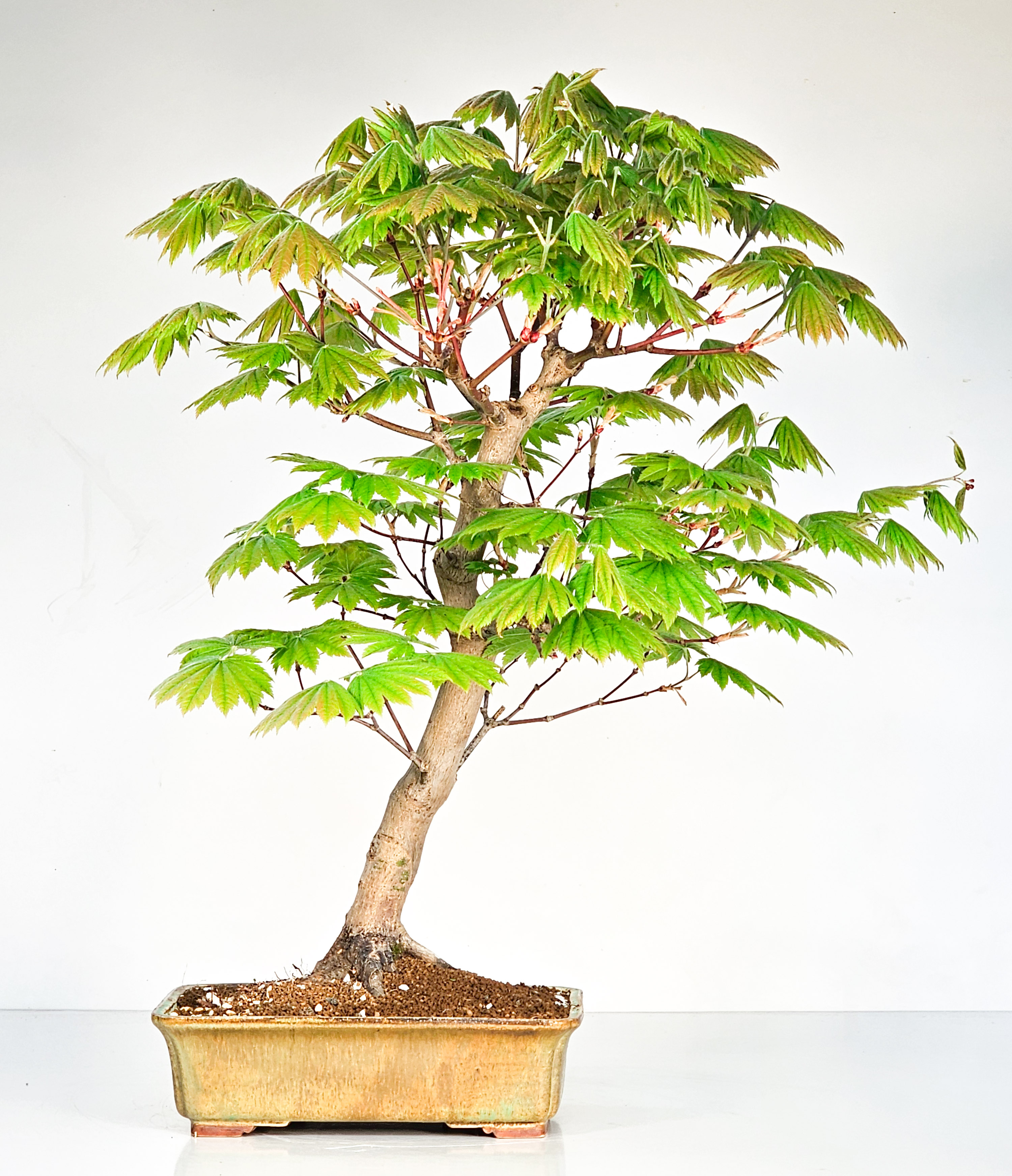 Bonsai Japanischer Ahorn - Acer japonicum 50cm 