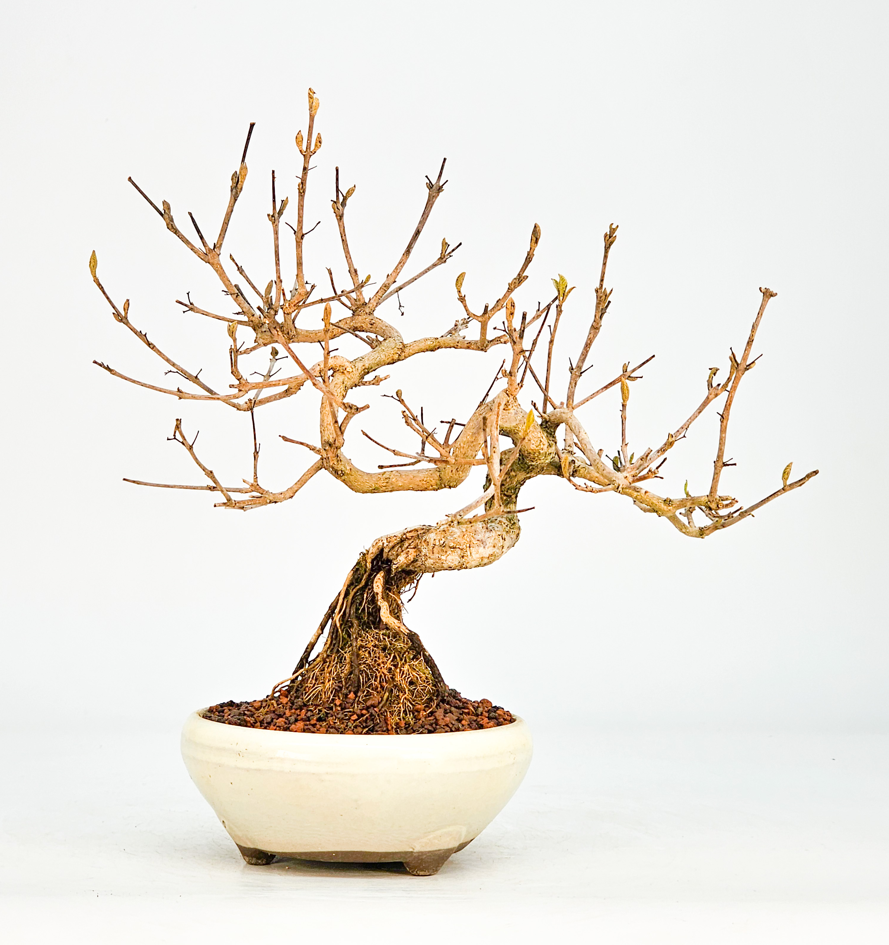 Bonsai Callicarpa japonica - Japanische Schönfrucht 20cm