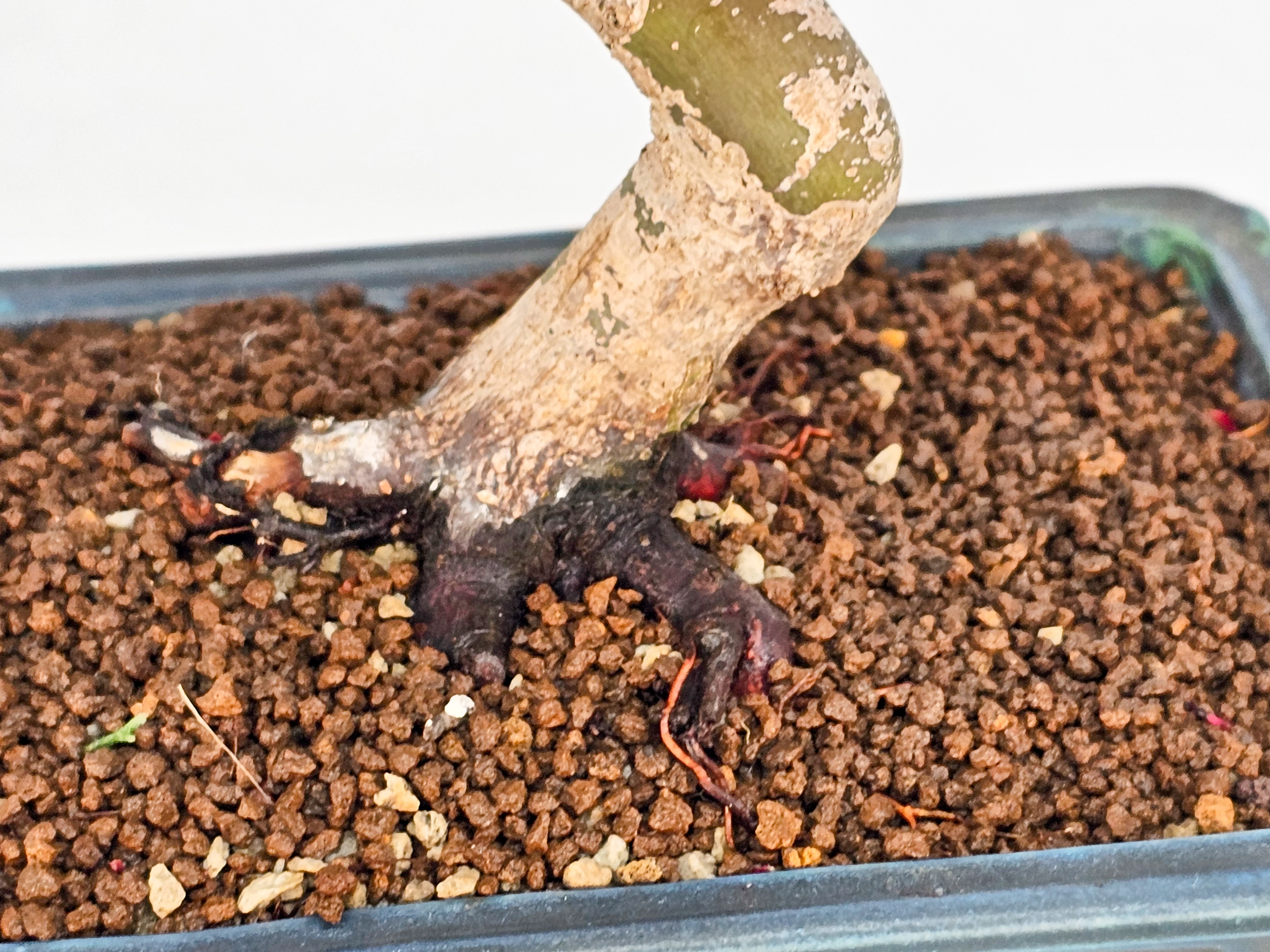 Bonsai Fächerahorn Acer palmatum Deshojo Shohin 21cm  