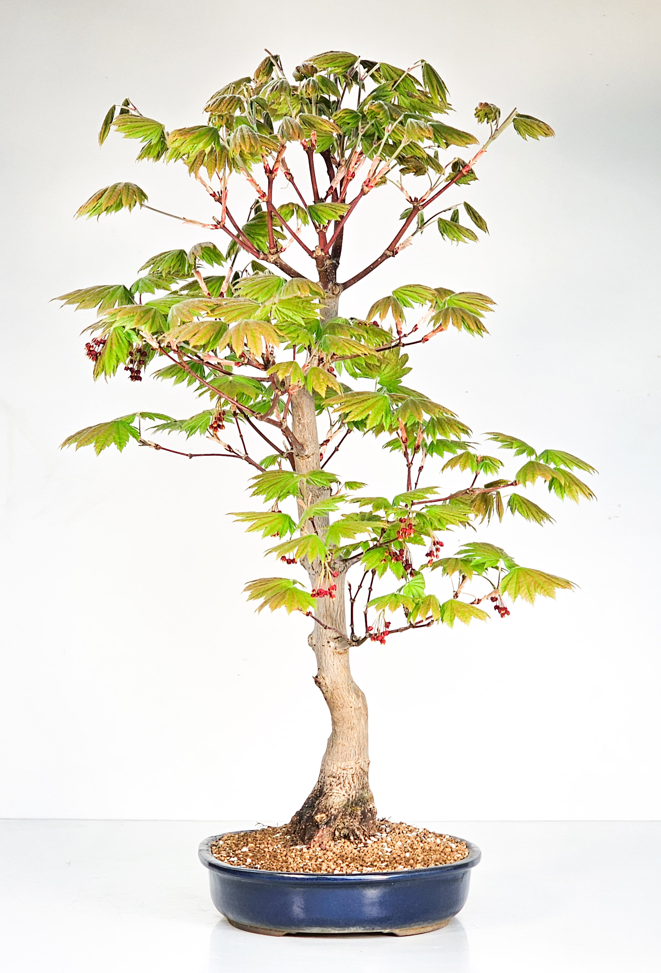 Bonsai Japanischer Ahorn - Acer japonicum 60cm 