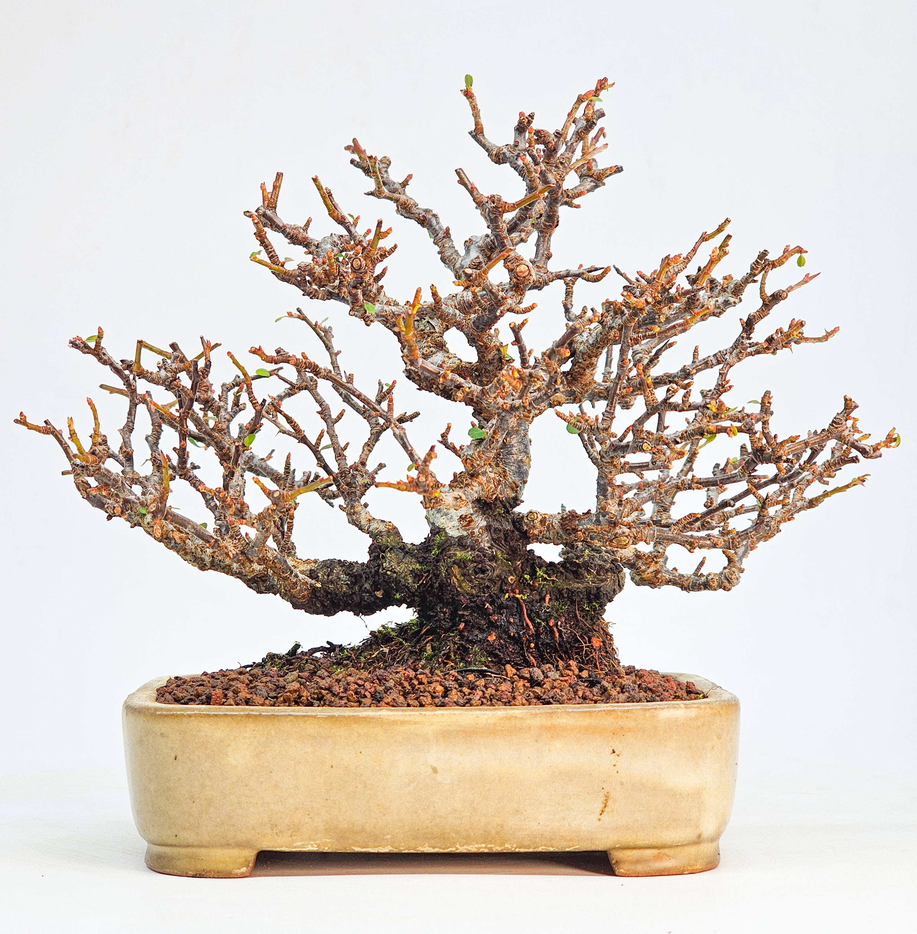 Bonsai Feuerdorn - Pyracantha Shohin 15cm