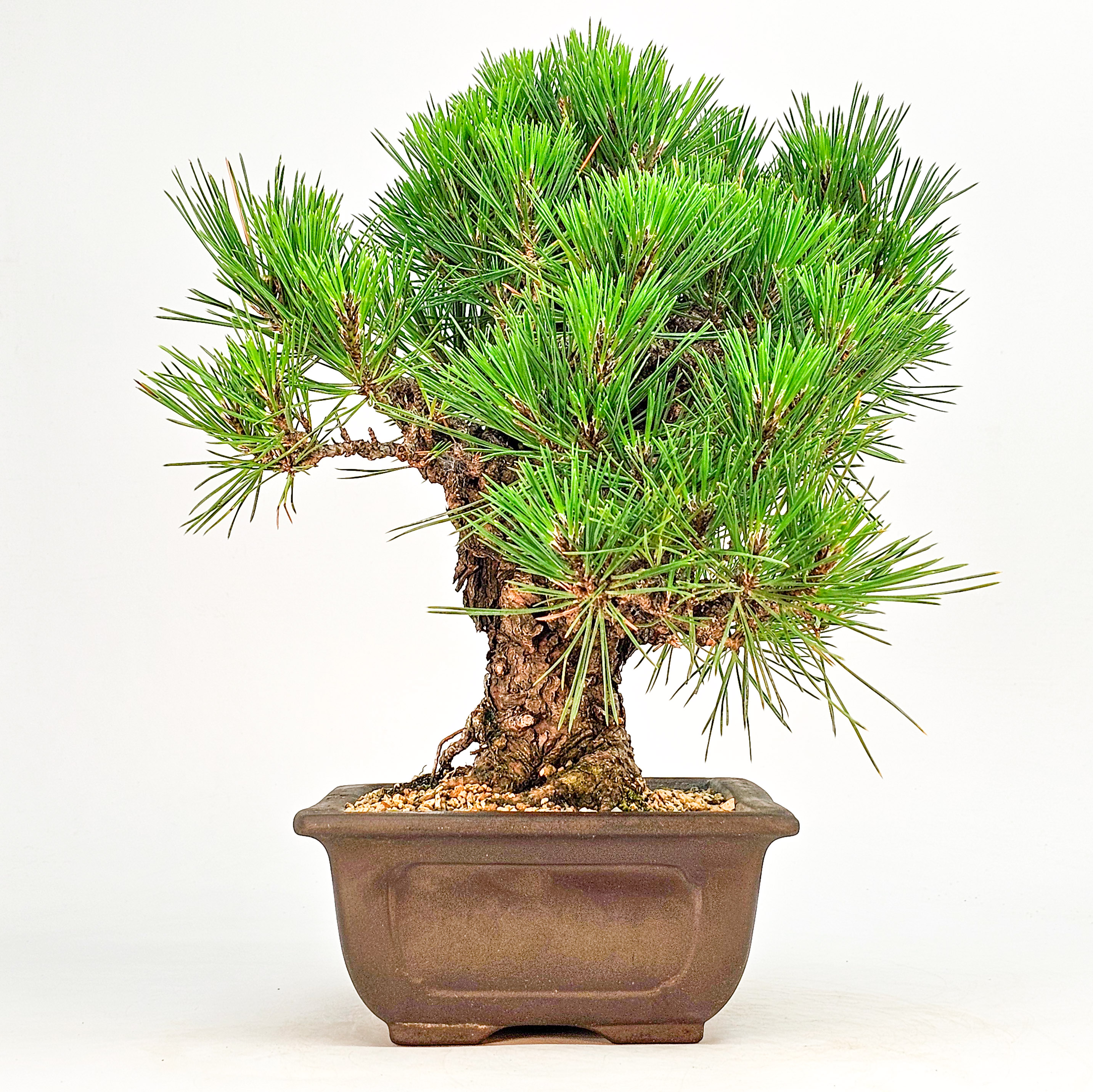 Bonsai Schwarzkiefer - Pinus thunbergii 26cm 