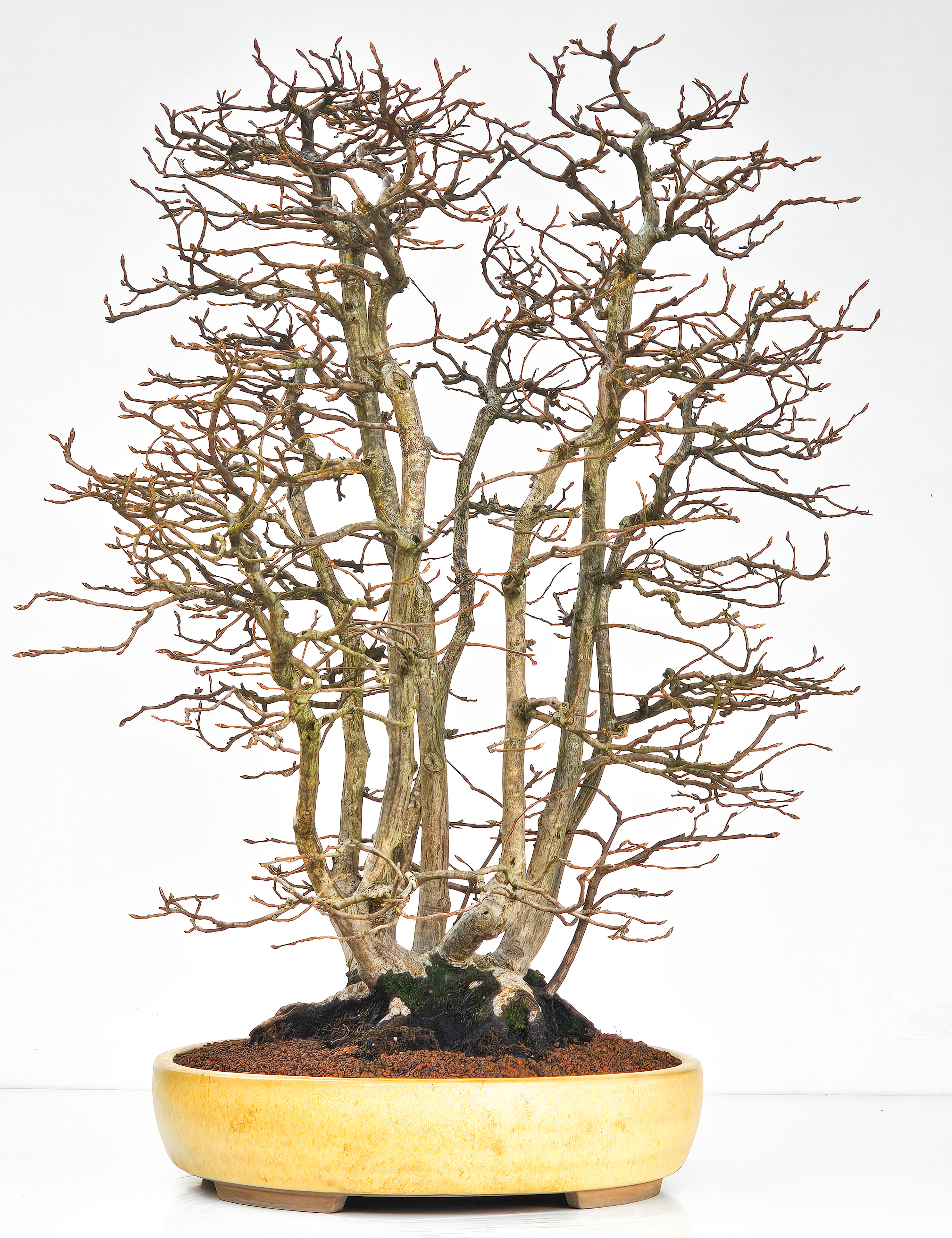Bonsai Hainbuche - Carpinus betulus Floßform – Ikadabuki 62cm