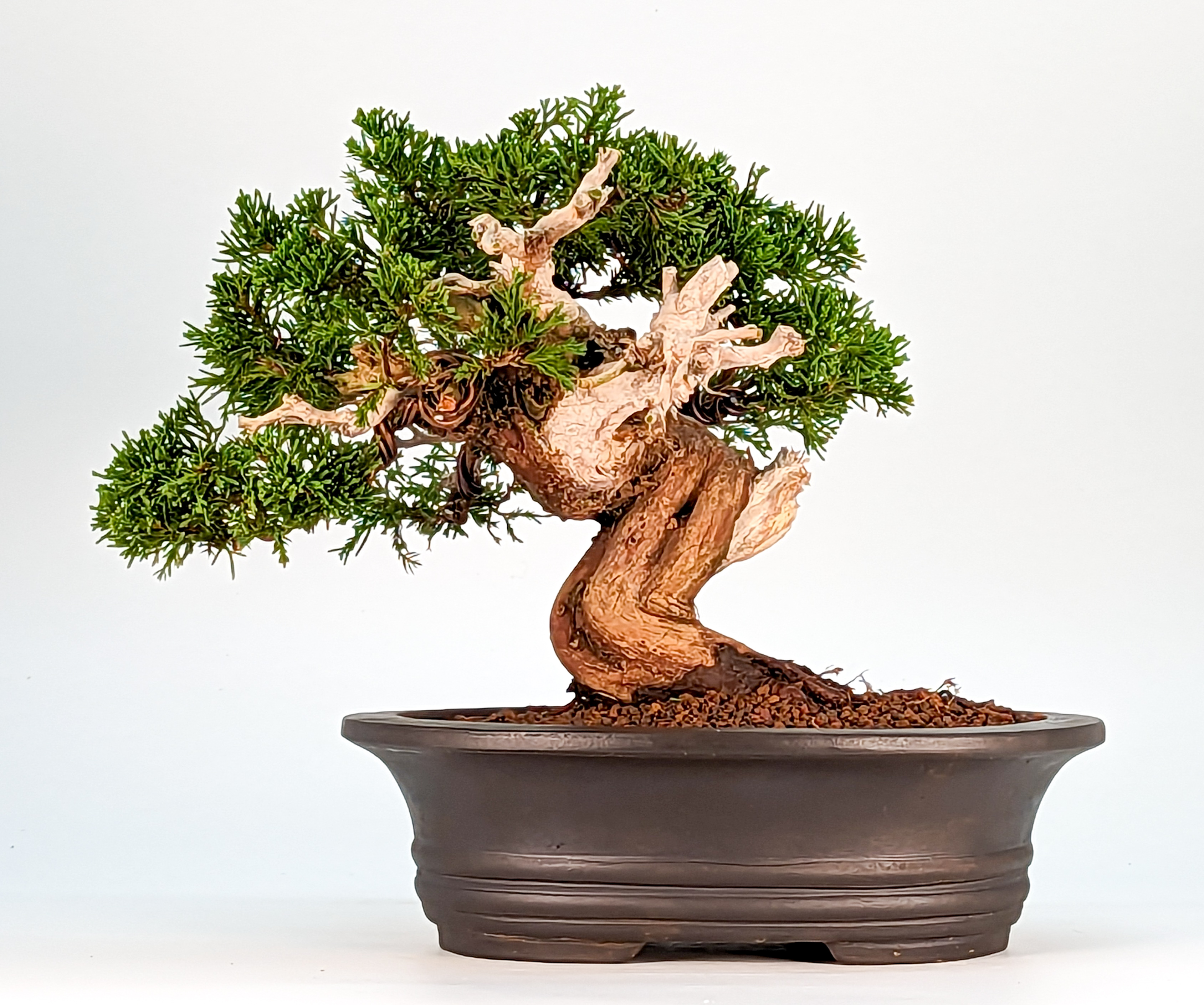 Bonsai Wacholder Juniperus chinensis 24cm