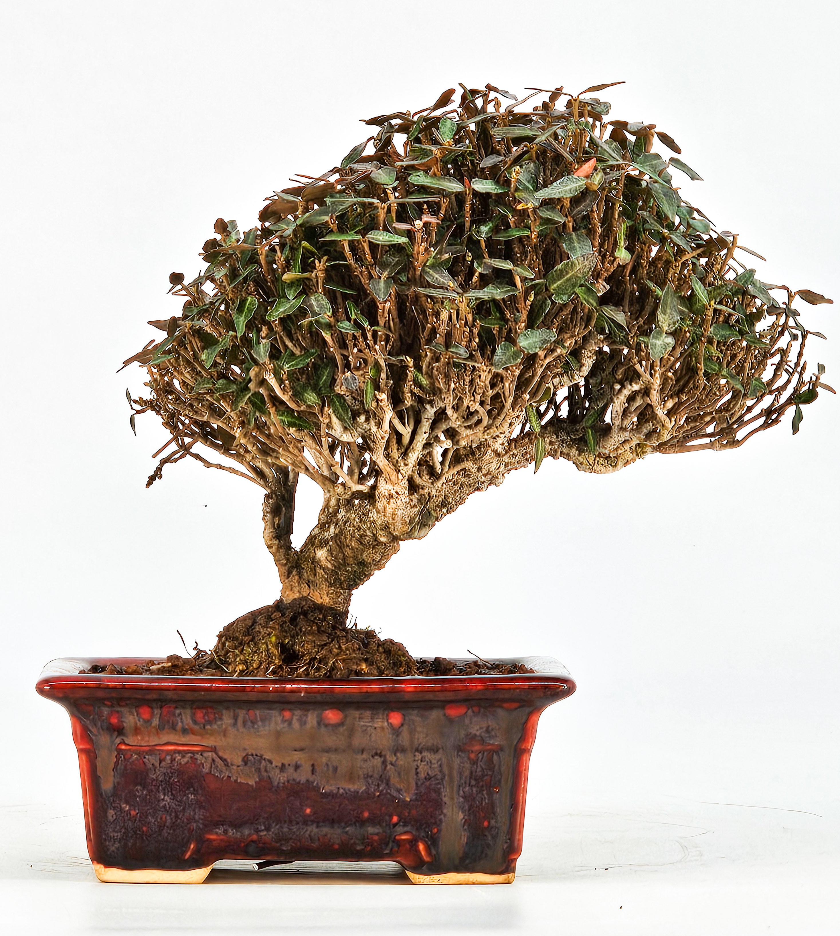 Bonsai Sternjasmin - Trachelospermum jasminoides Shohin 12cm