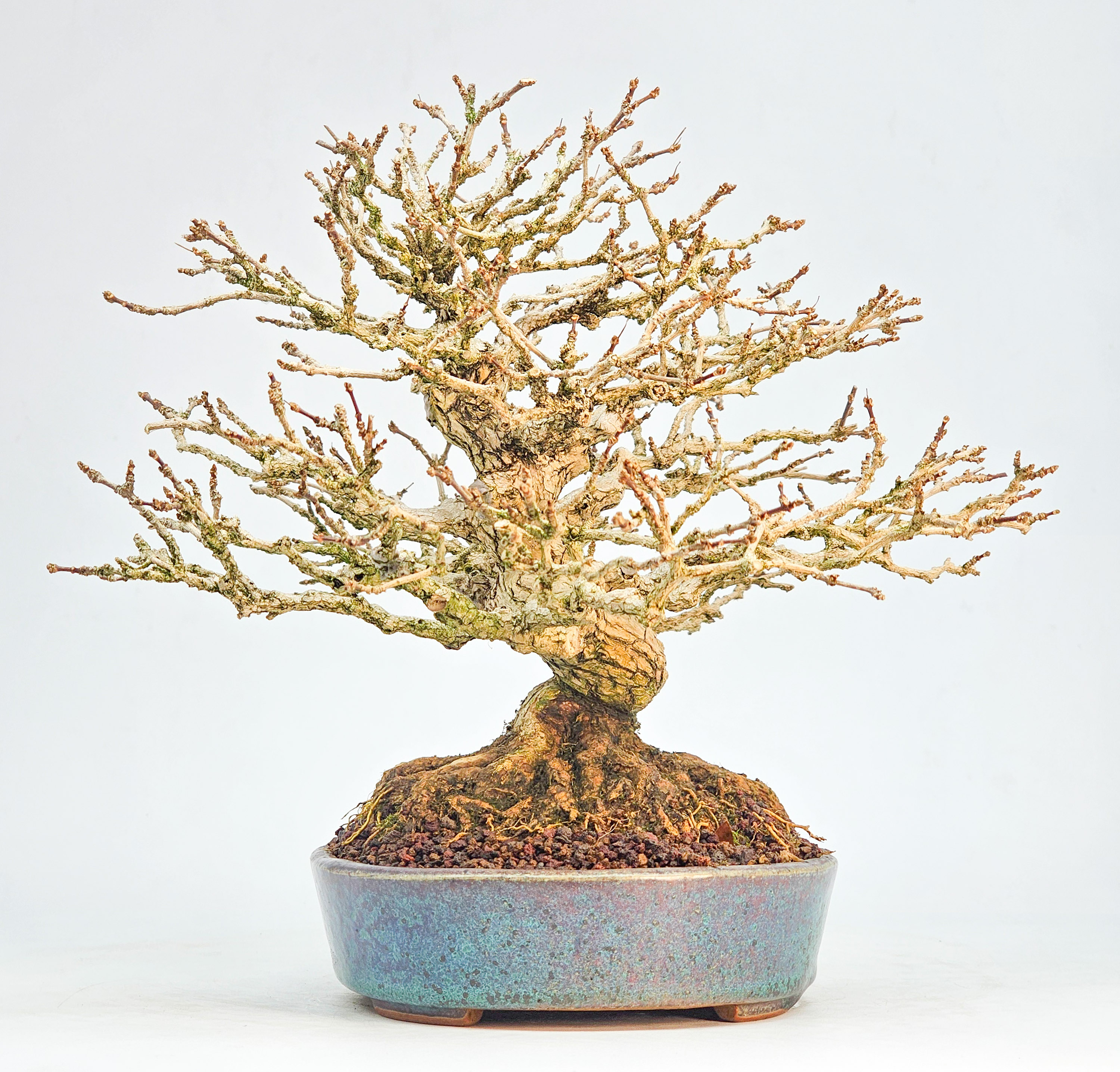 Bonsai Premium Duftahorn - Premna japonica Shohin 20cm 