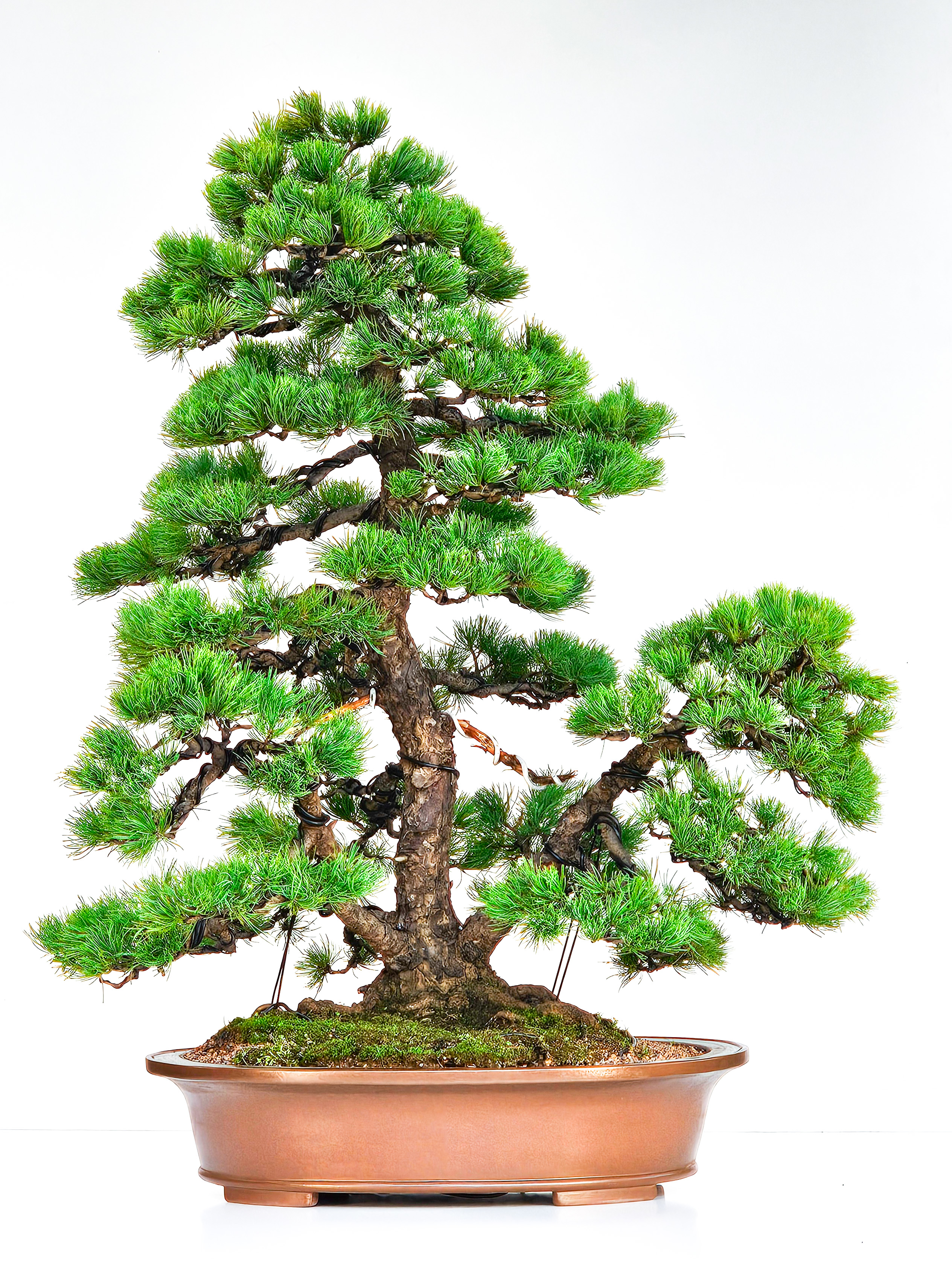 Bonsai Pinus parviflora Mädchenkiefer 76cm