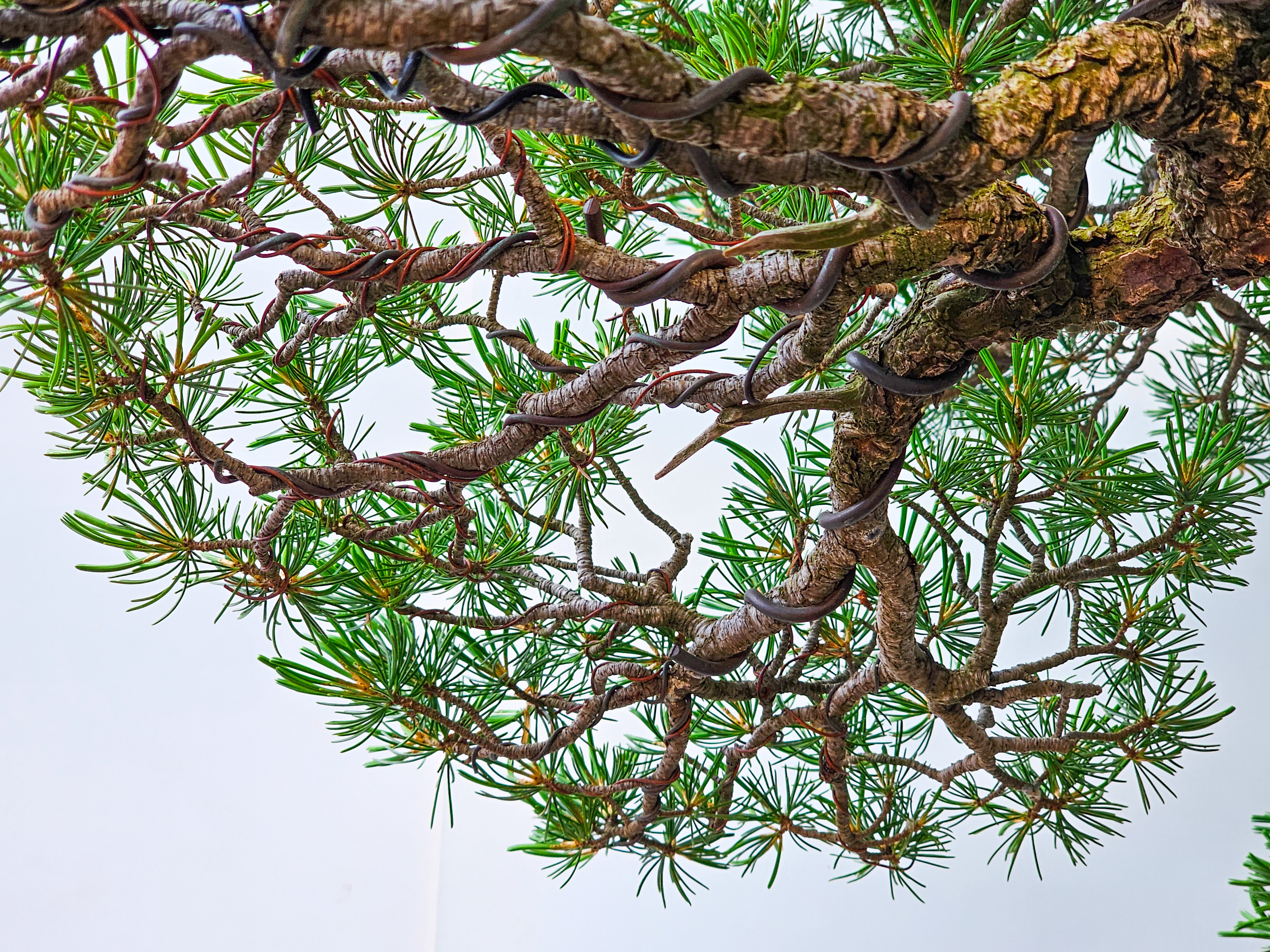 Bonsai Mädchenkiefer Pinus parviflora 93 cm Bonsai Mädchenkiefer Pinus parviflora 93 cm