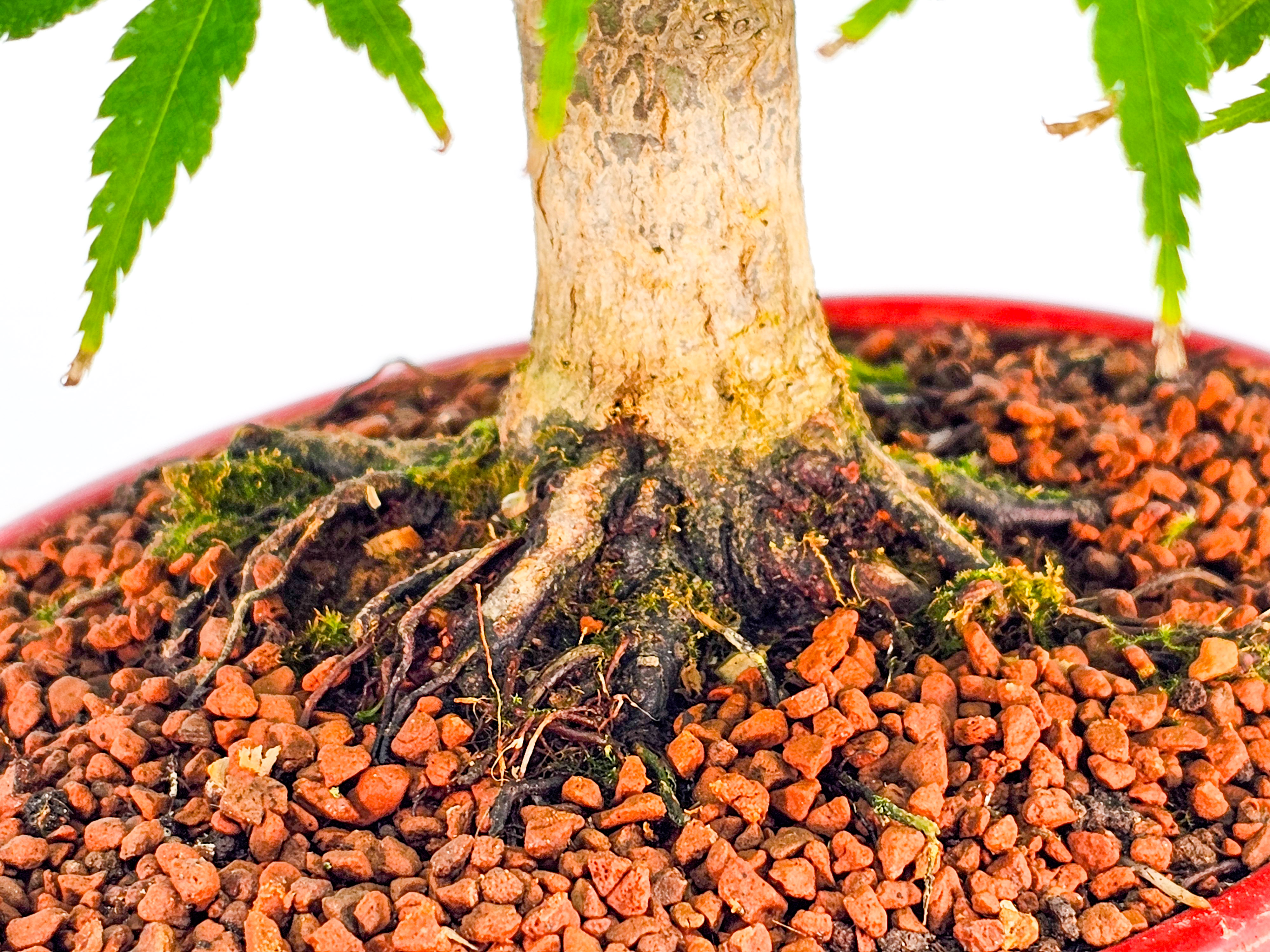 Bonsai Fächerahorn Acer Palmatum Shohin, schönes Nebari 16cm Bonsai Fächerahorn Acer Palmatum Shohin, schönes Nebari 16cm