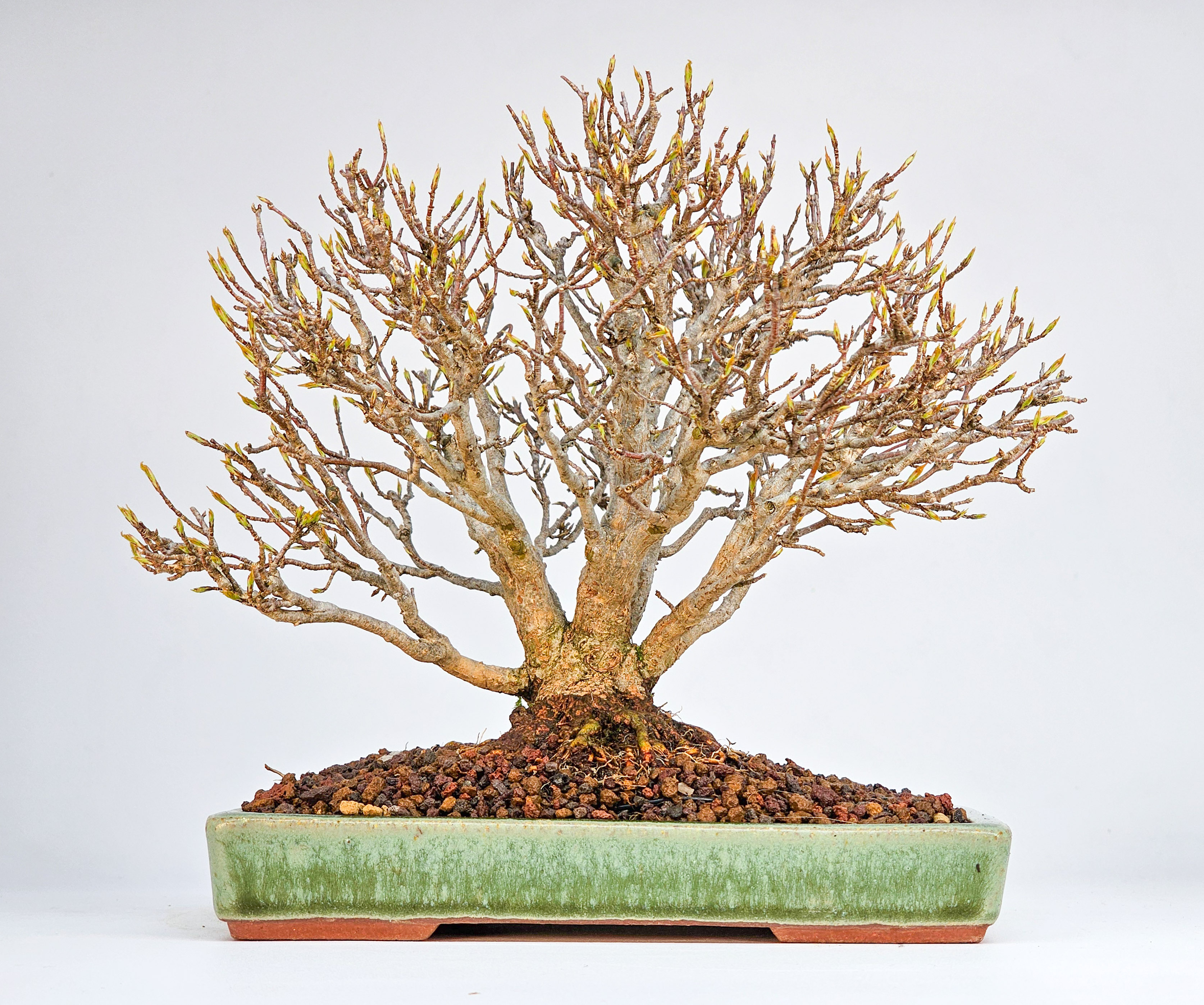 Bonsai Premium Dreispitzahorn - Acer buergerianum Shohin 15cm Video!!