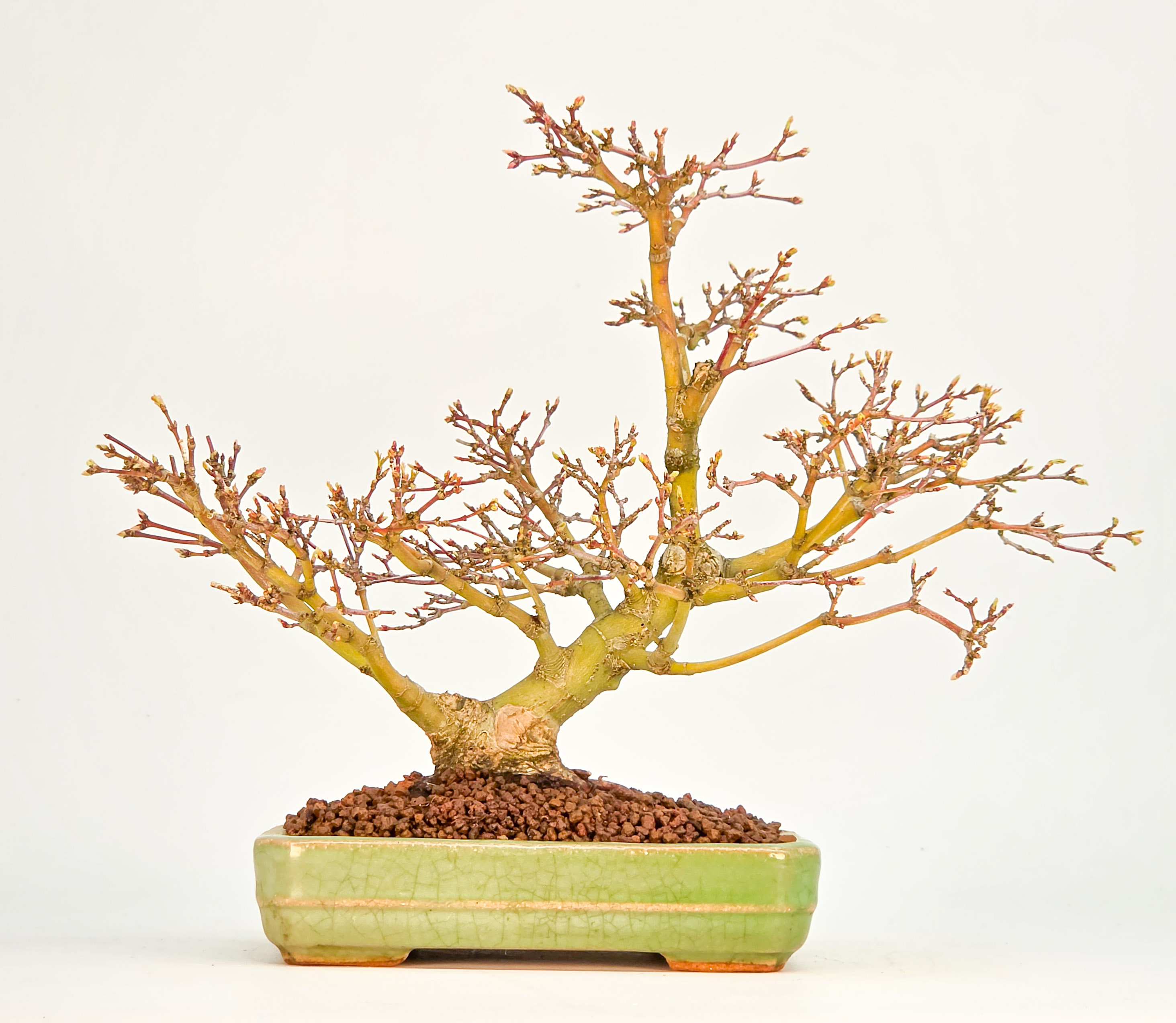 Bonsai Fächerahorn Zwergahorn – Acer palmatum Yukihime Shohin 20cm Video!!