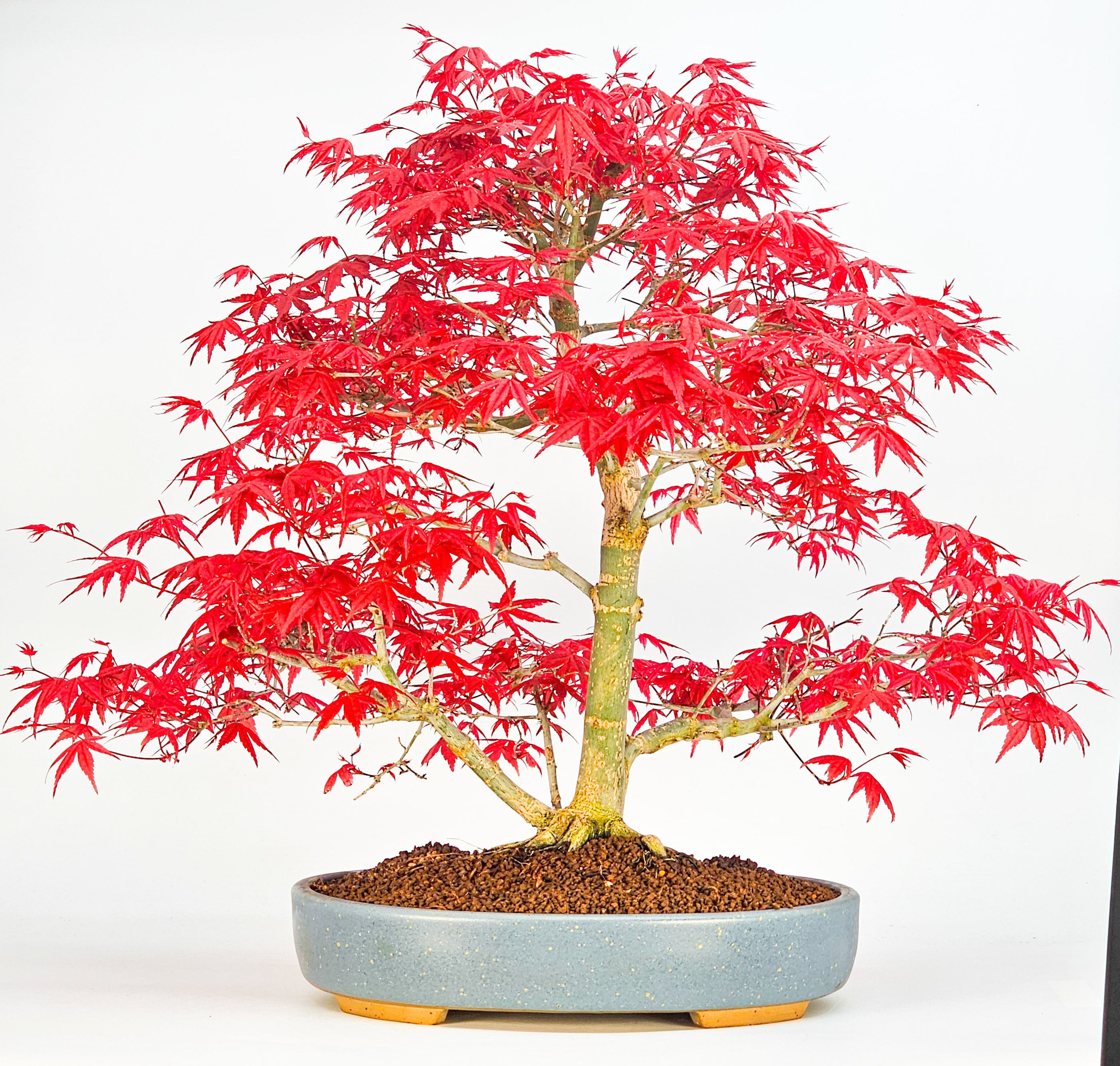 Bonsai Fächerahorn Acer palmatum Deshojo 40cm