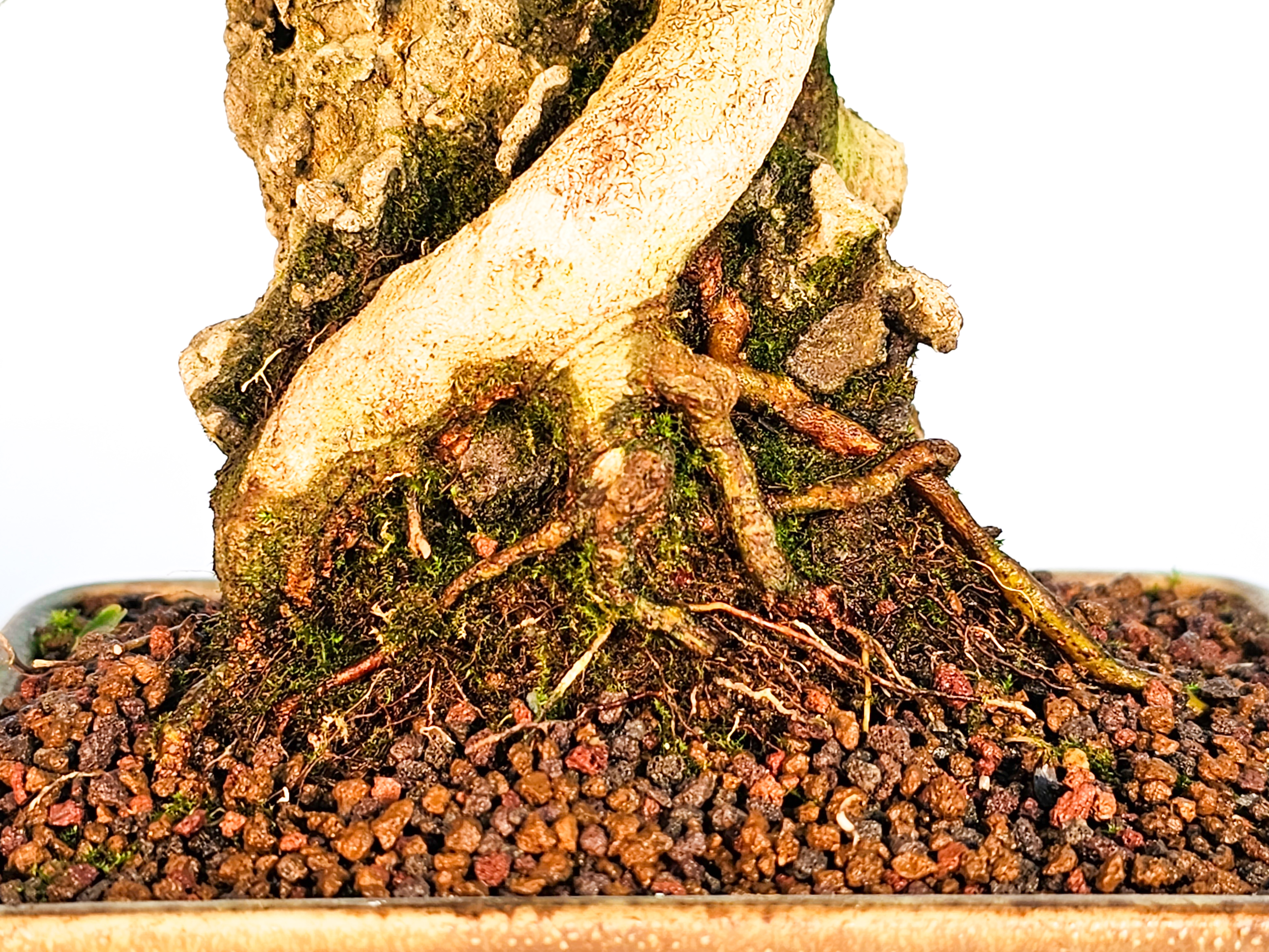 Bonsai Dreispitzahorn  - Acer buergerianum Shohin 16cm   