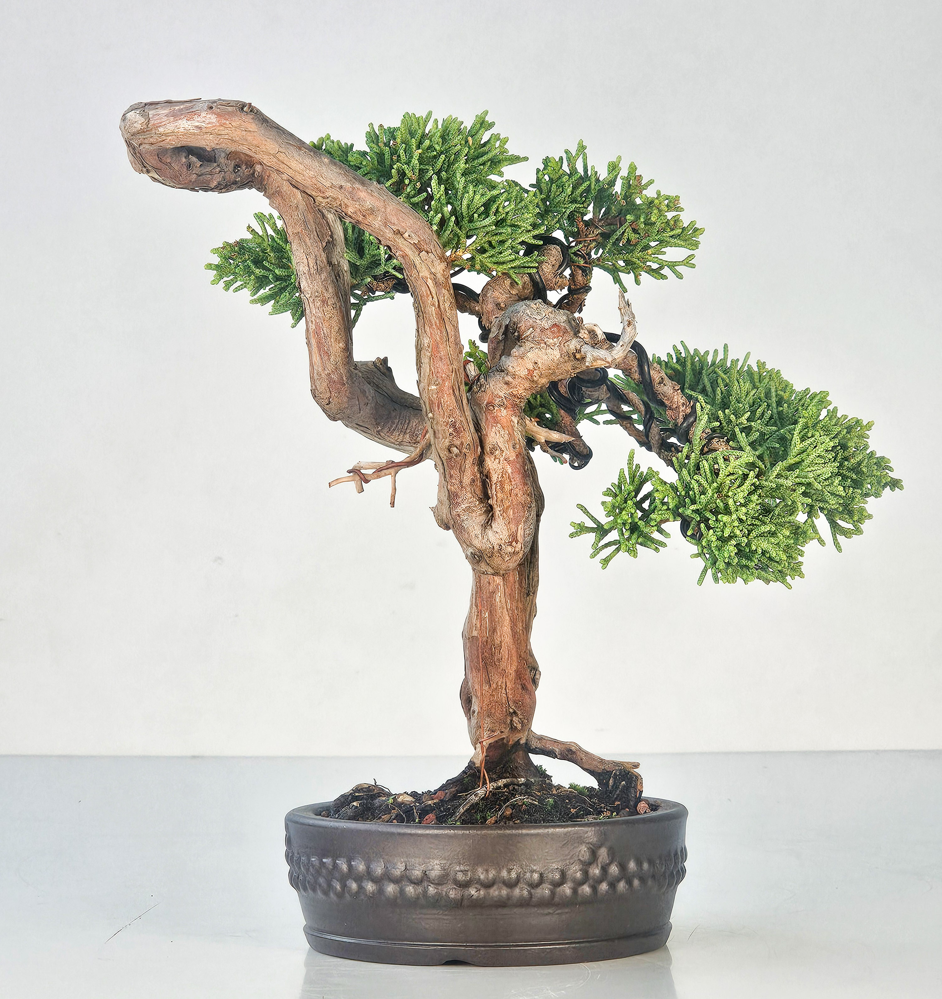 Bonsai Wacholder Juniperus Itoigawa Shohin 18cm