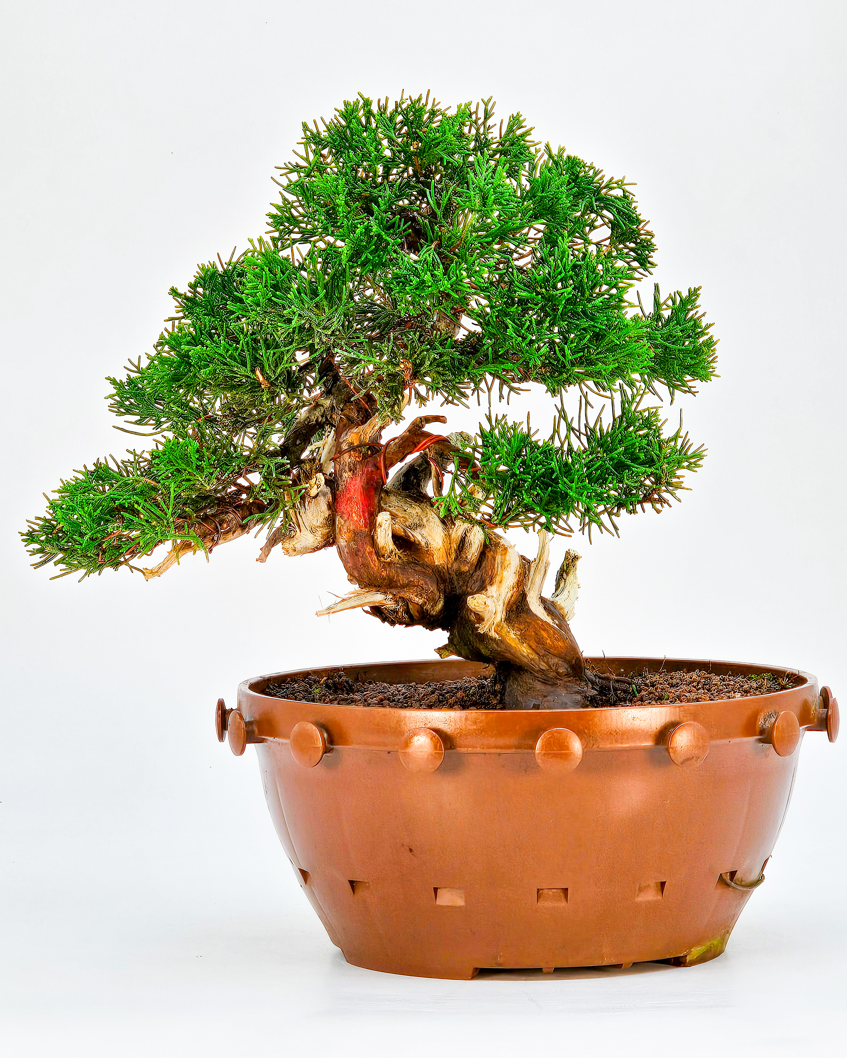 Bonsai Wacholder - Juniperus chinensis 22cm