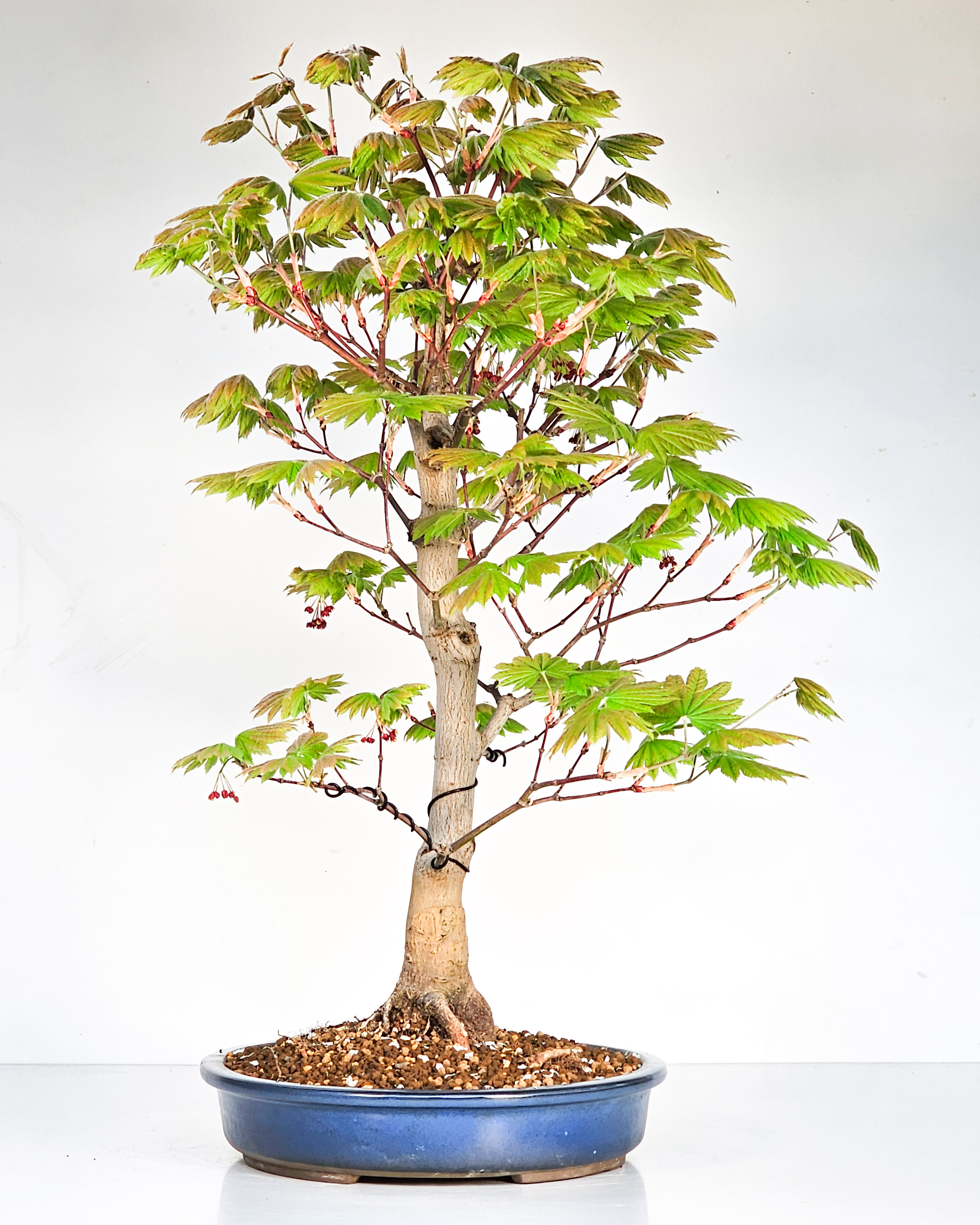 Bonsai Japanischer Ahorn - Acer japonicum 57cm 