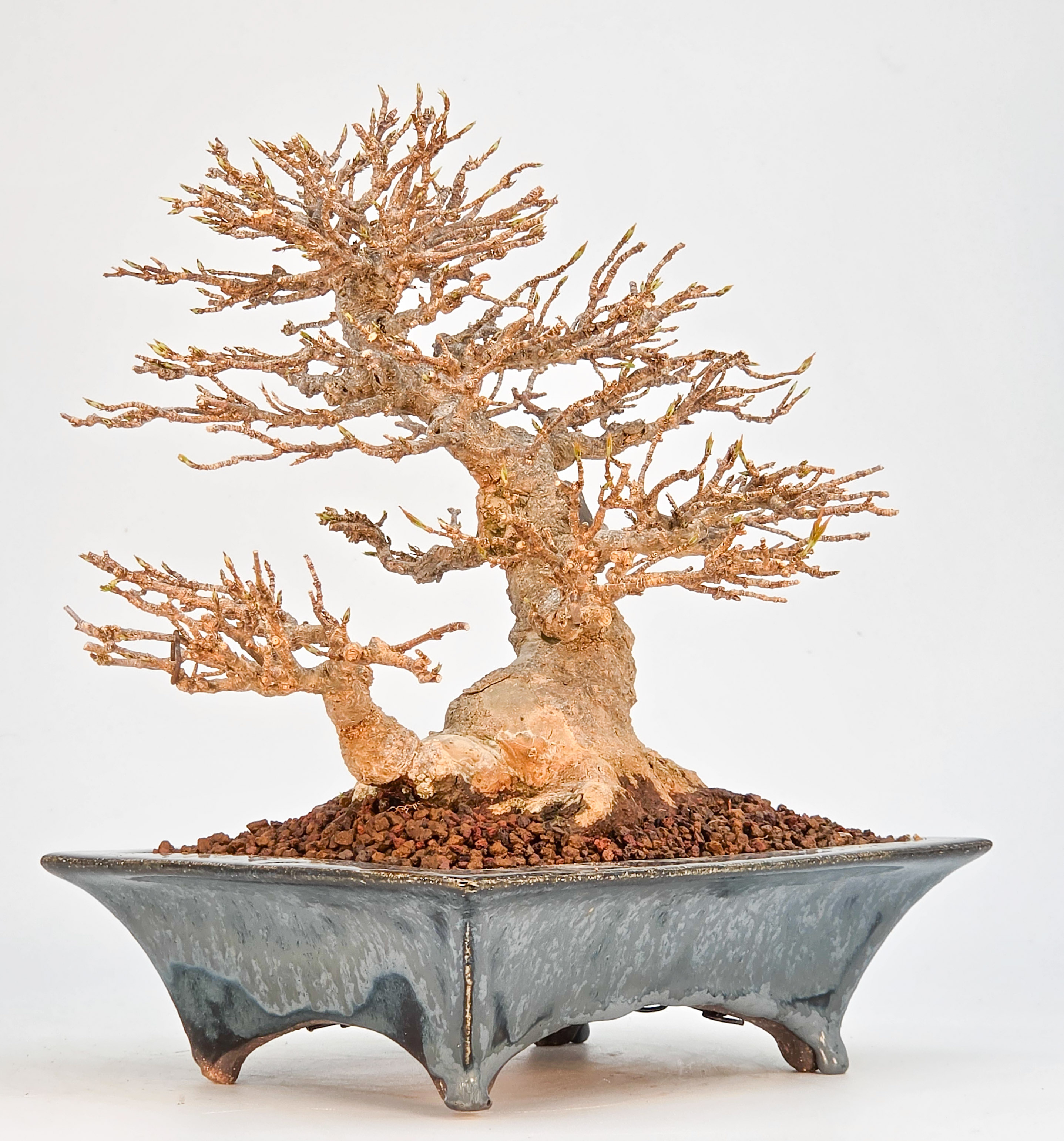 Bonsai Premium Dreispitzahorn - Acer buergerianum Shohin 20cm Video!!