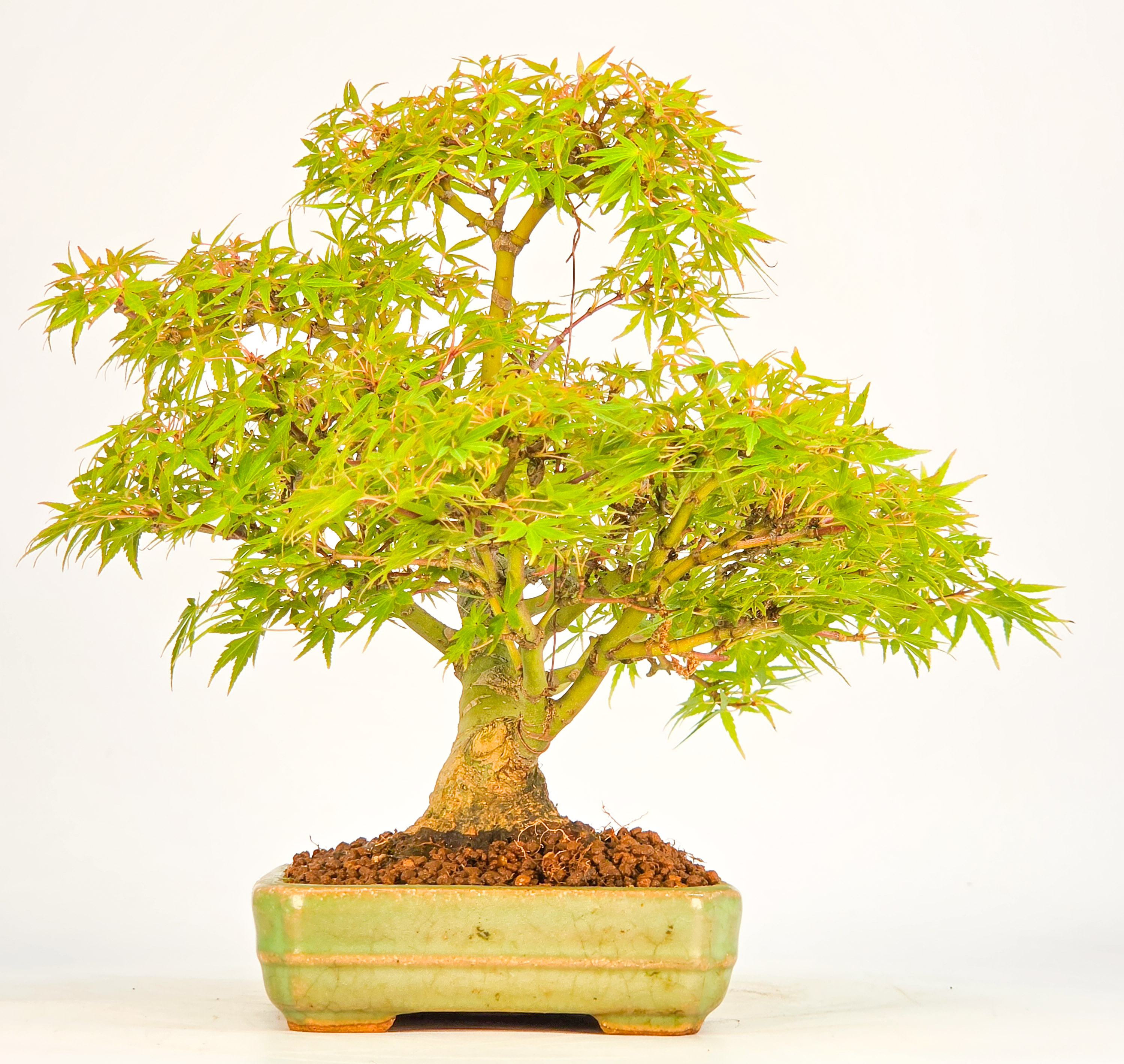 Bonsai Fächerahorn Zwergahorn – Acer palmatum Yukihime Shohin 20cm Video!!