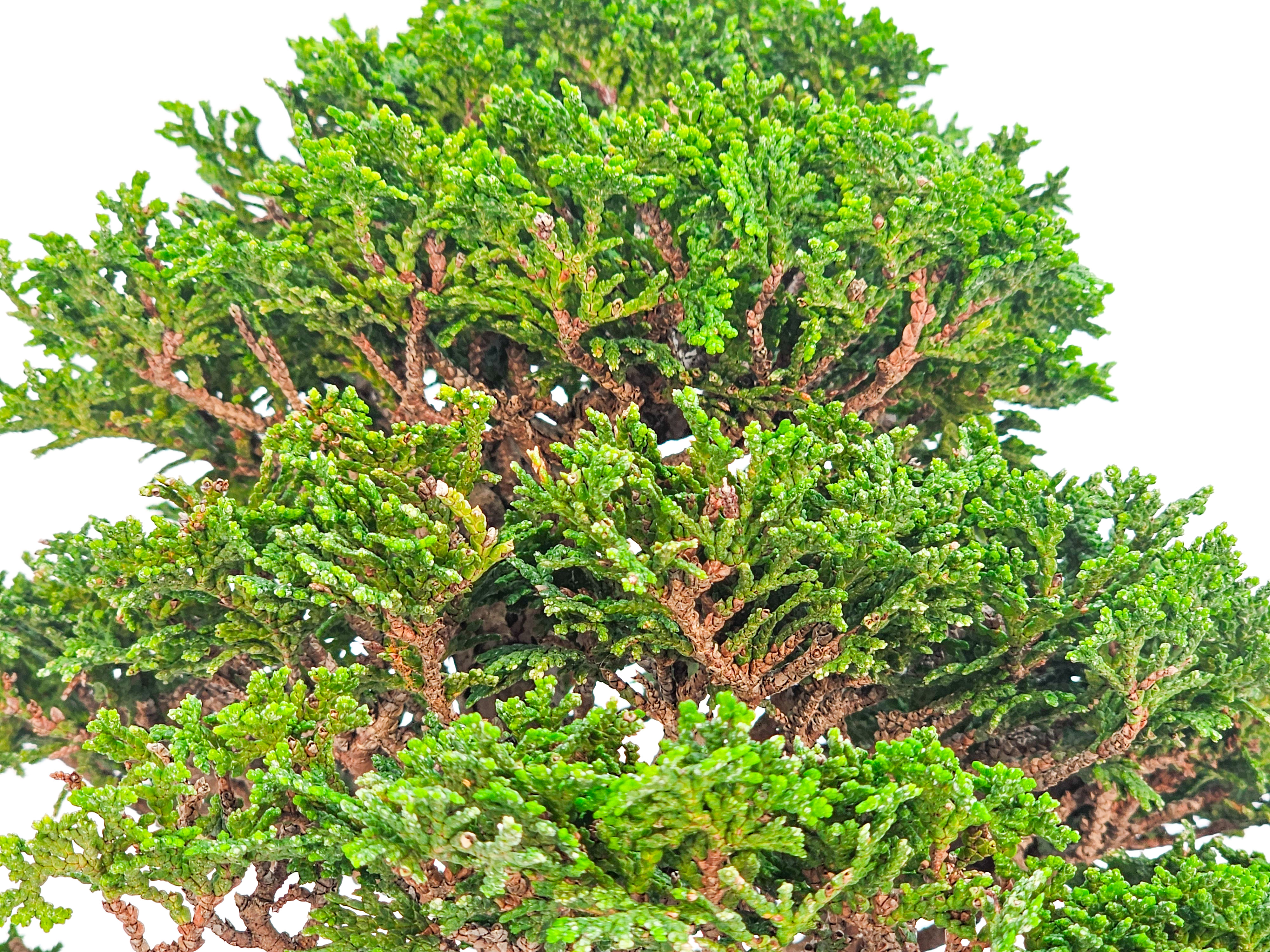 Bonsai Chamaecyparis obtusa Shohin 18,5 cm Bonsai Chamaecyparis obtusa Shohin 18,5 cm