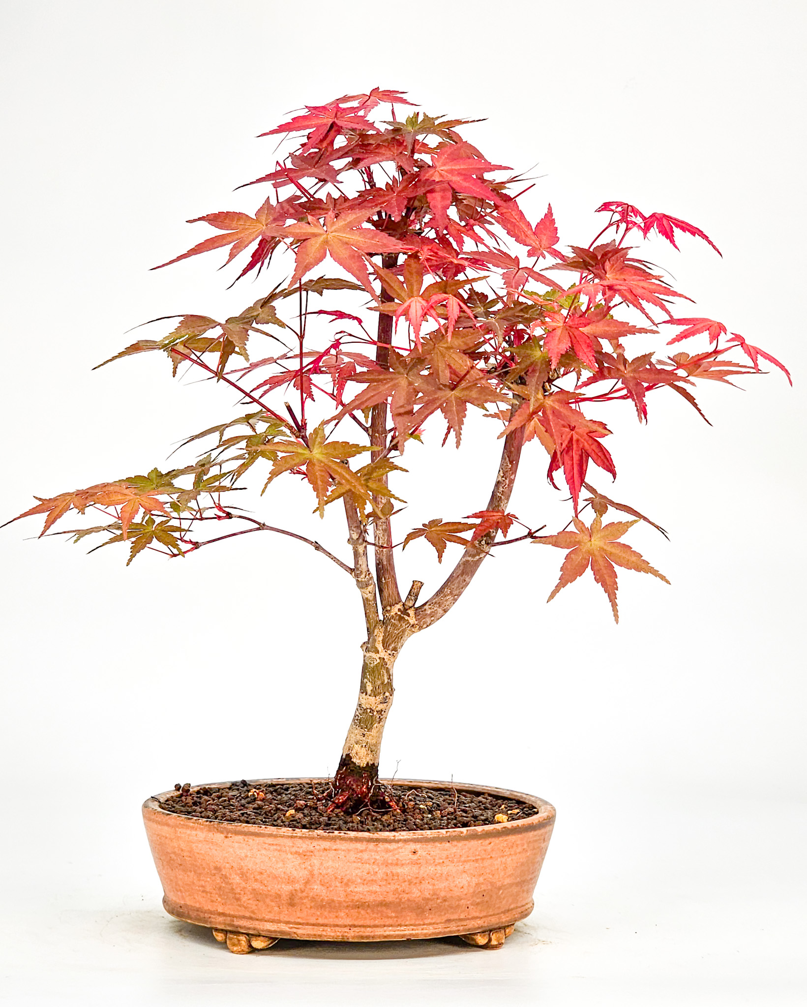 Bonsai Fächerahorn Acer palmatum Deshojo Shohin 21cm   