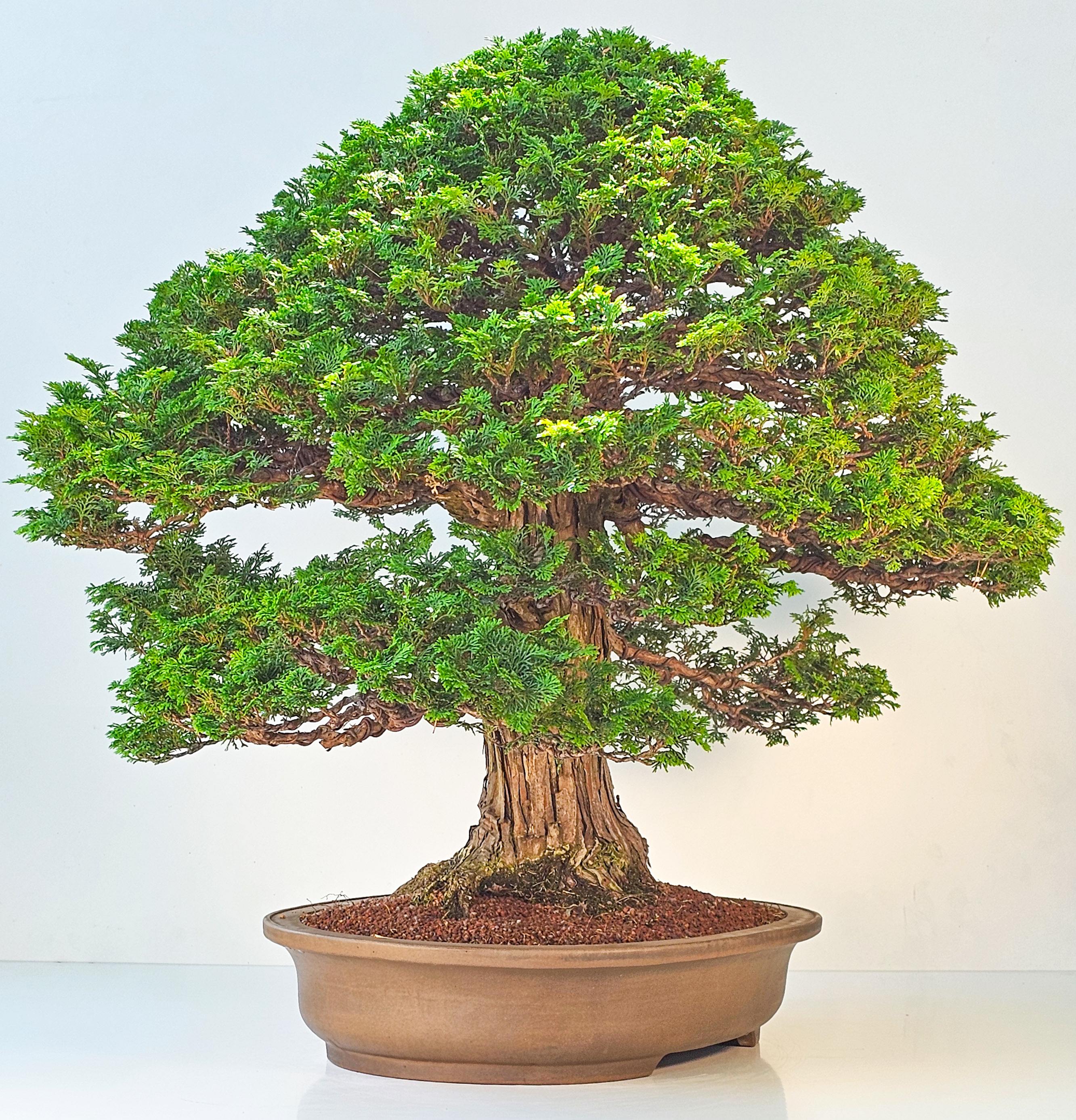 Bonsai Chamaecyparis obtusa 70 cm Video!! Bonsai Chamaecyparis obtusa 70 cm Video!!