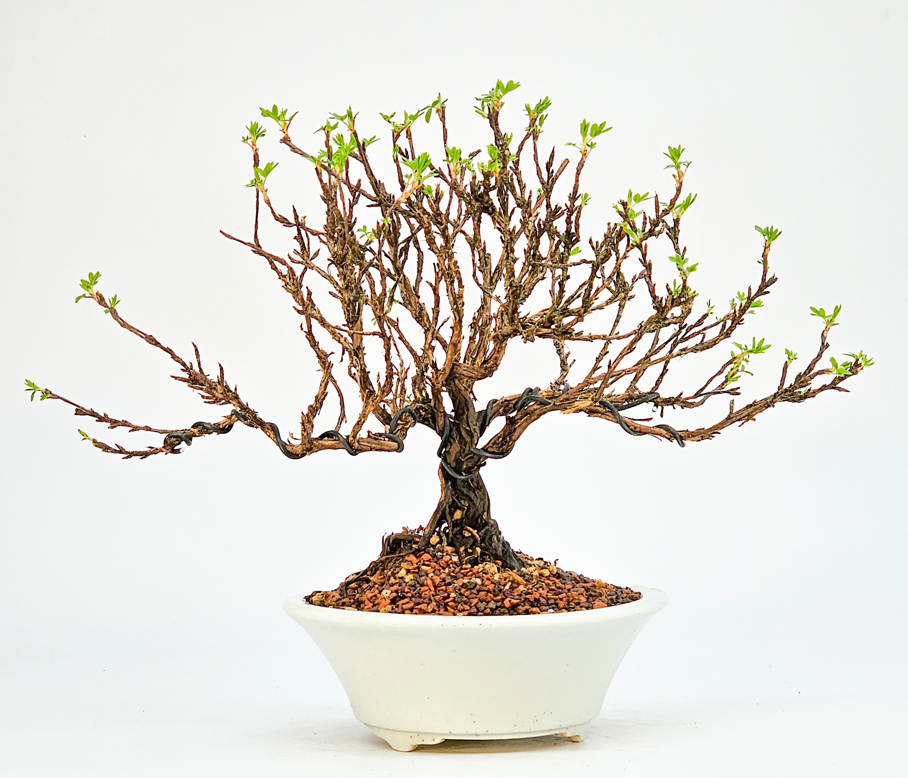 Bonsai Potentilla fruticosa - Fingerstrauch Shohin 19cm   