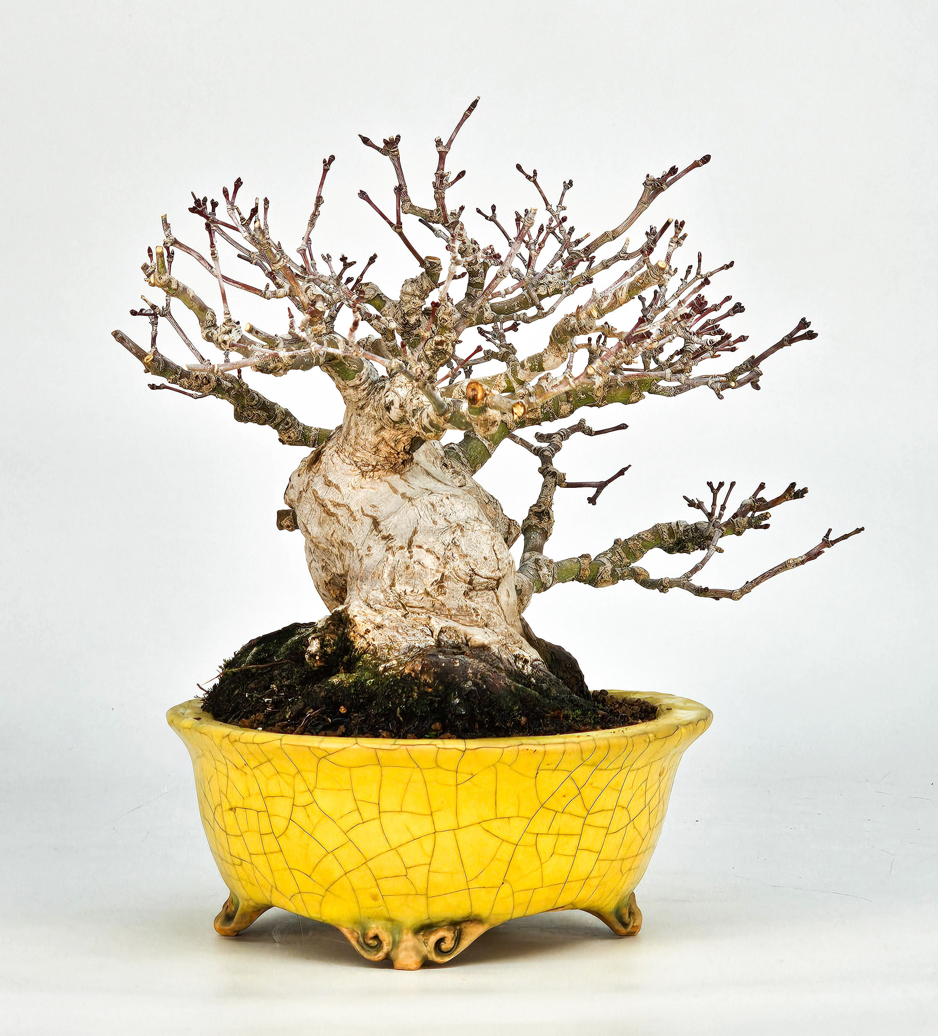 Bonsai Fächerahorn - Acer palmatum Shohin 16cm Video!!! Bonsai Fächerahorn - Acer palmatum Shohin 16cm Video!!!