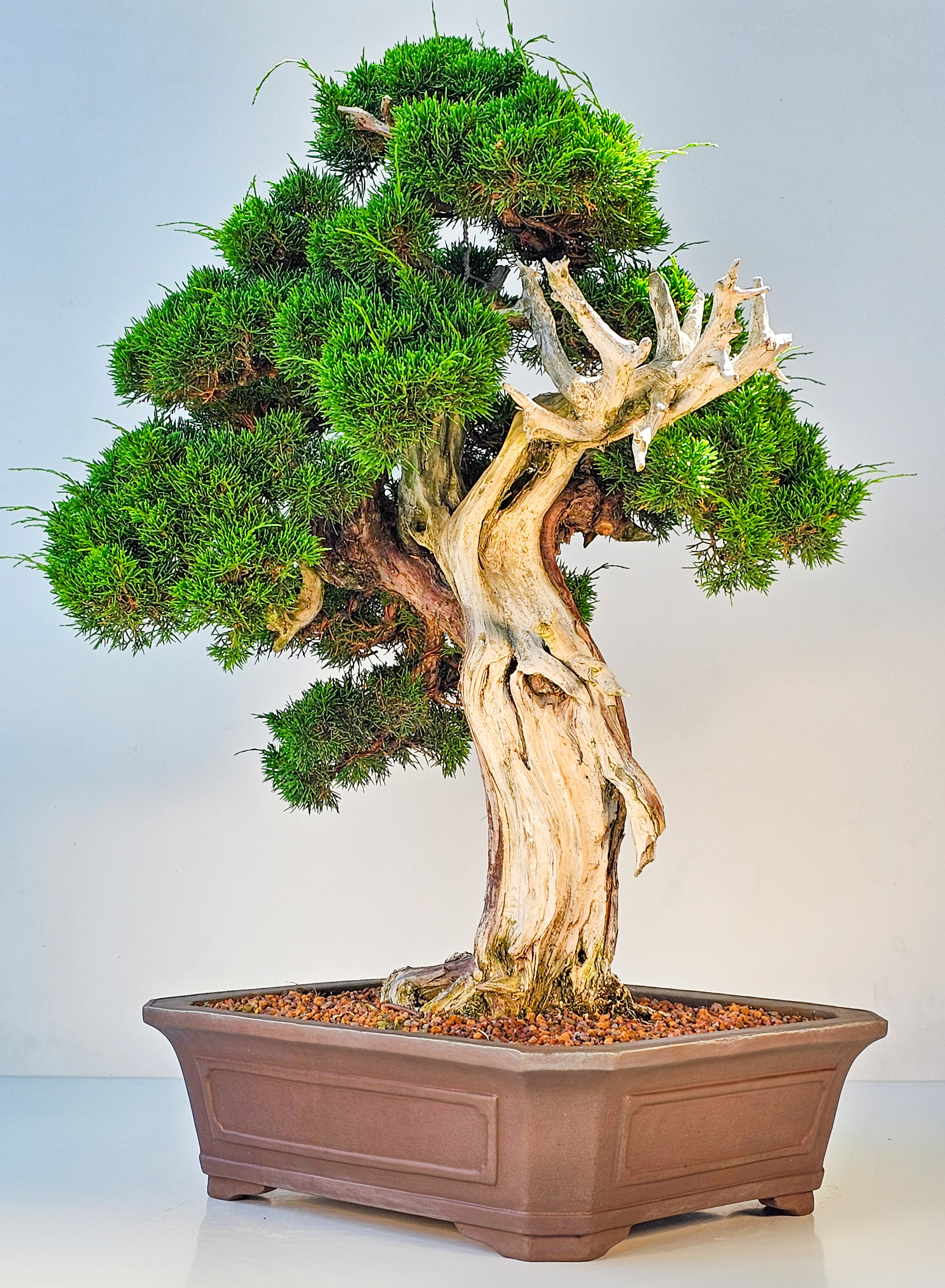 Bonsai Wacholder Juniperus chinensis shimpaku 66 cm Bonsai Wacholder Juniperus chinensis shimpaku 66 cm
